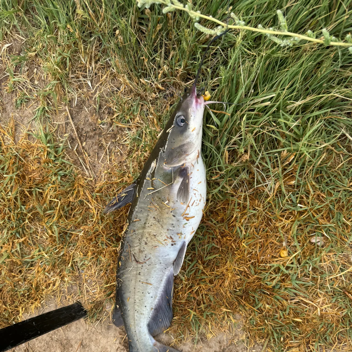 Channel catfish caught on Fishbrain