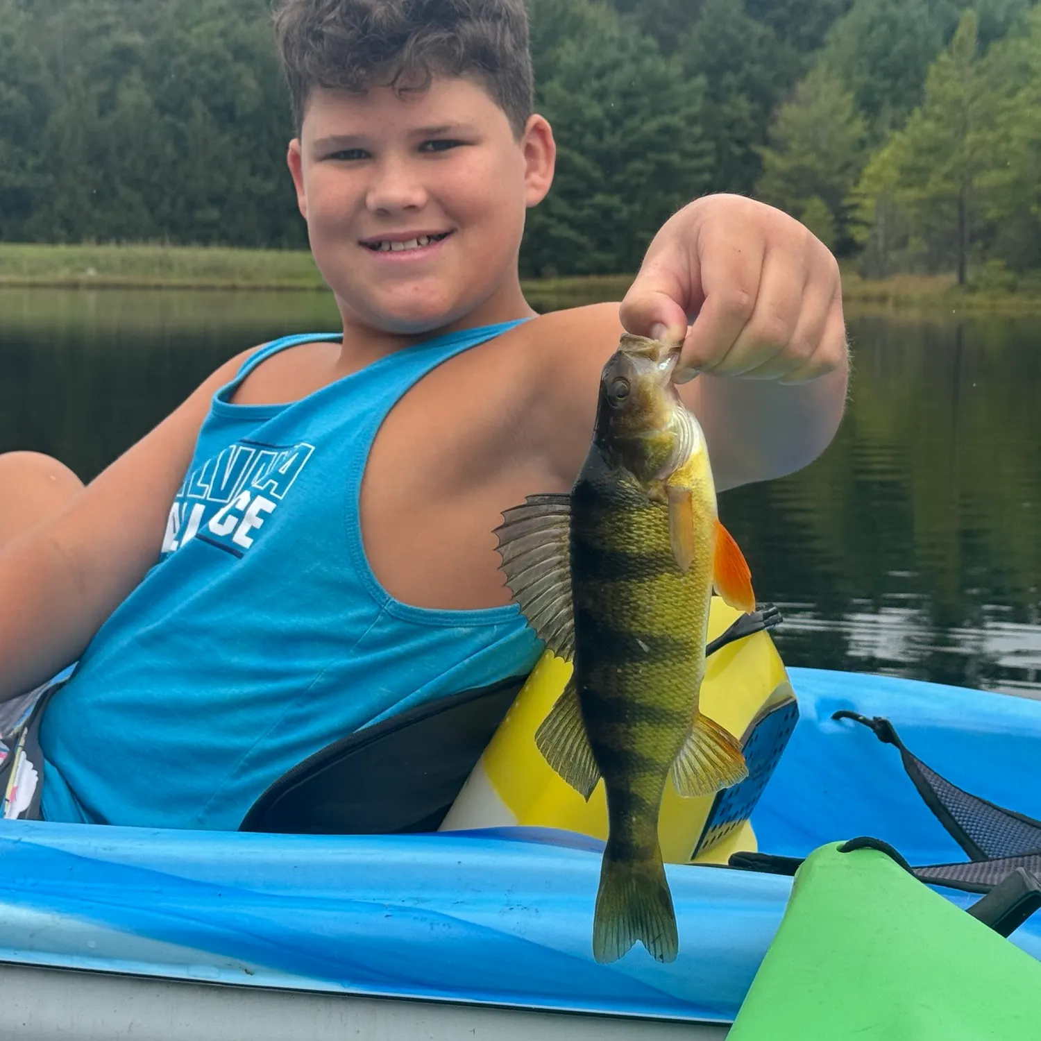 Yellow perch caught on Fishbrain