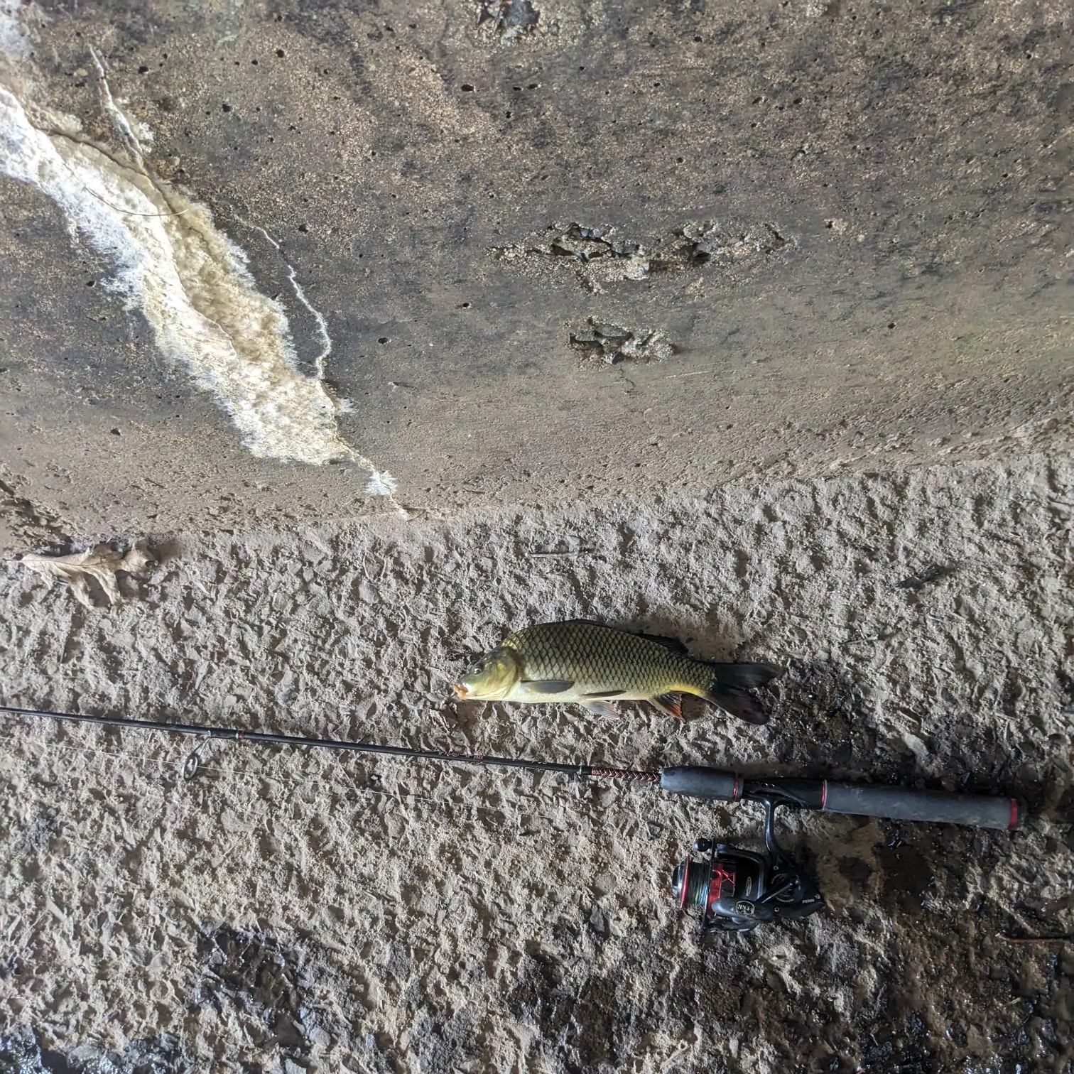 Common carp caught on Fishbrain