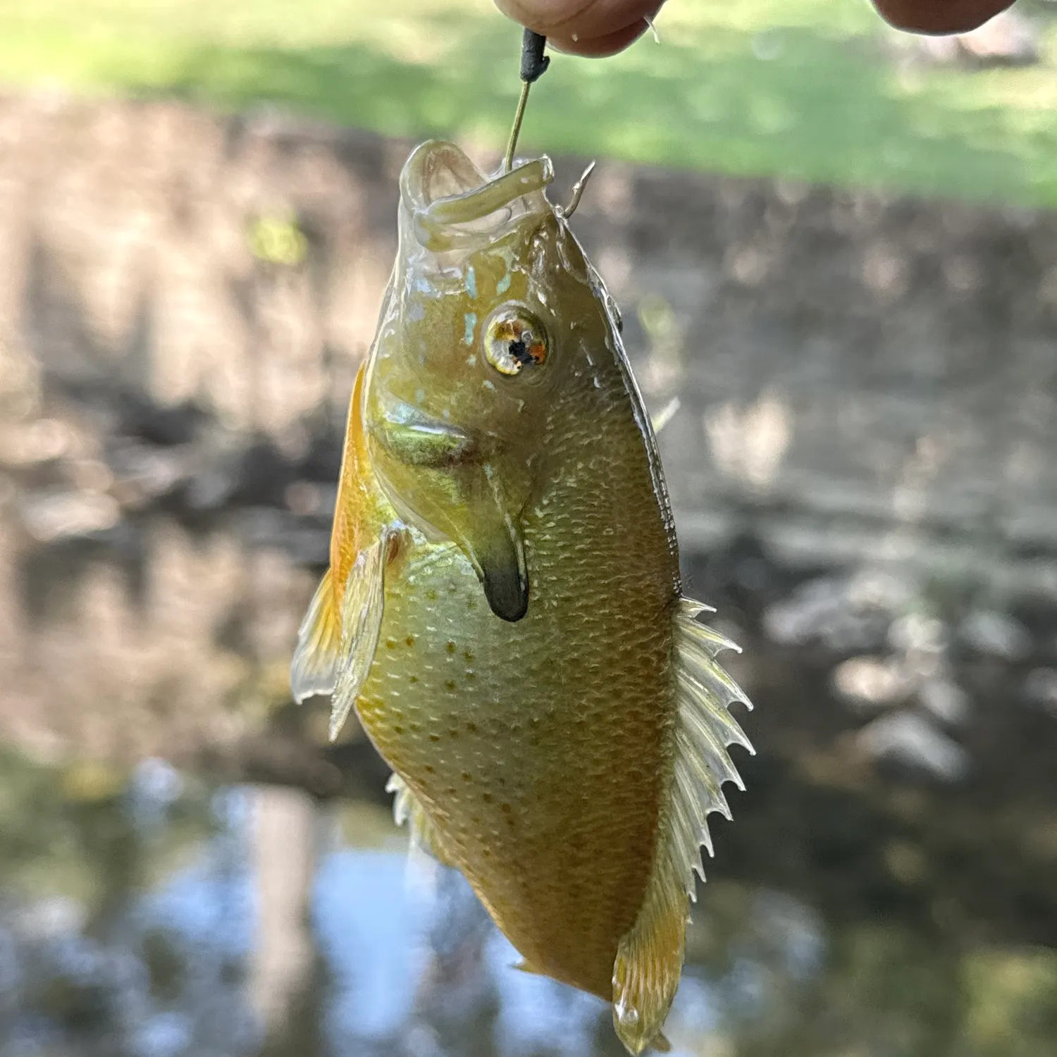 Redbreast sunfish caught on Fishbrain