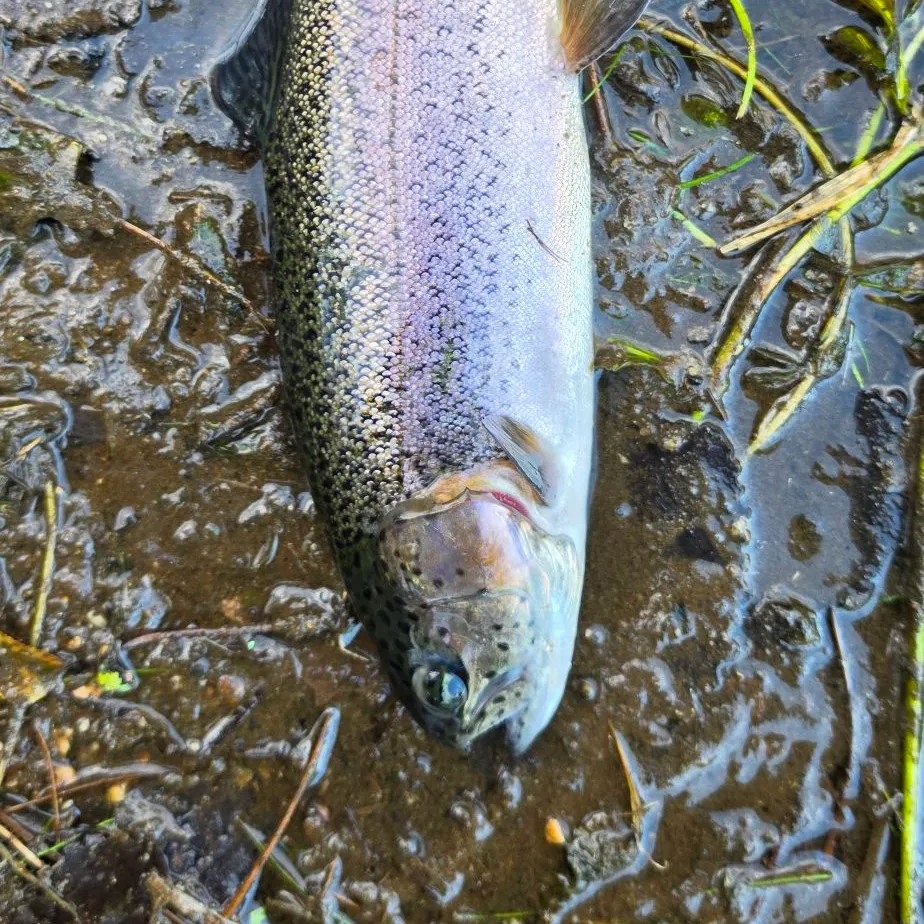 Rainbow trout caught on Fishbrain