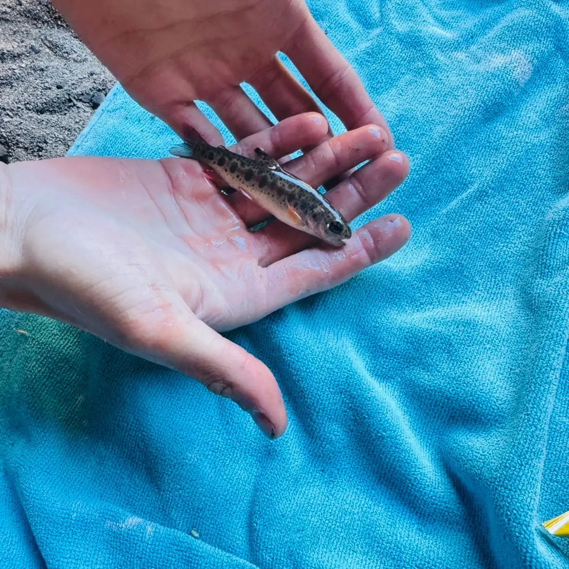 The most recent Great basin redband trout catches on Fishbrain