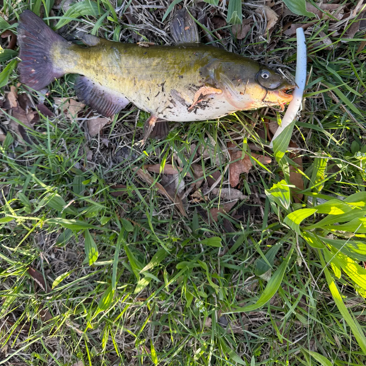 angler catch