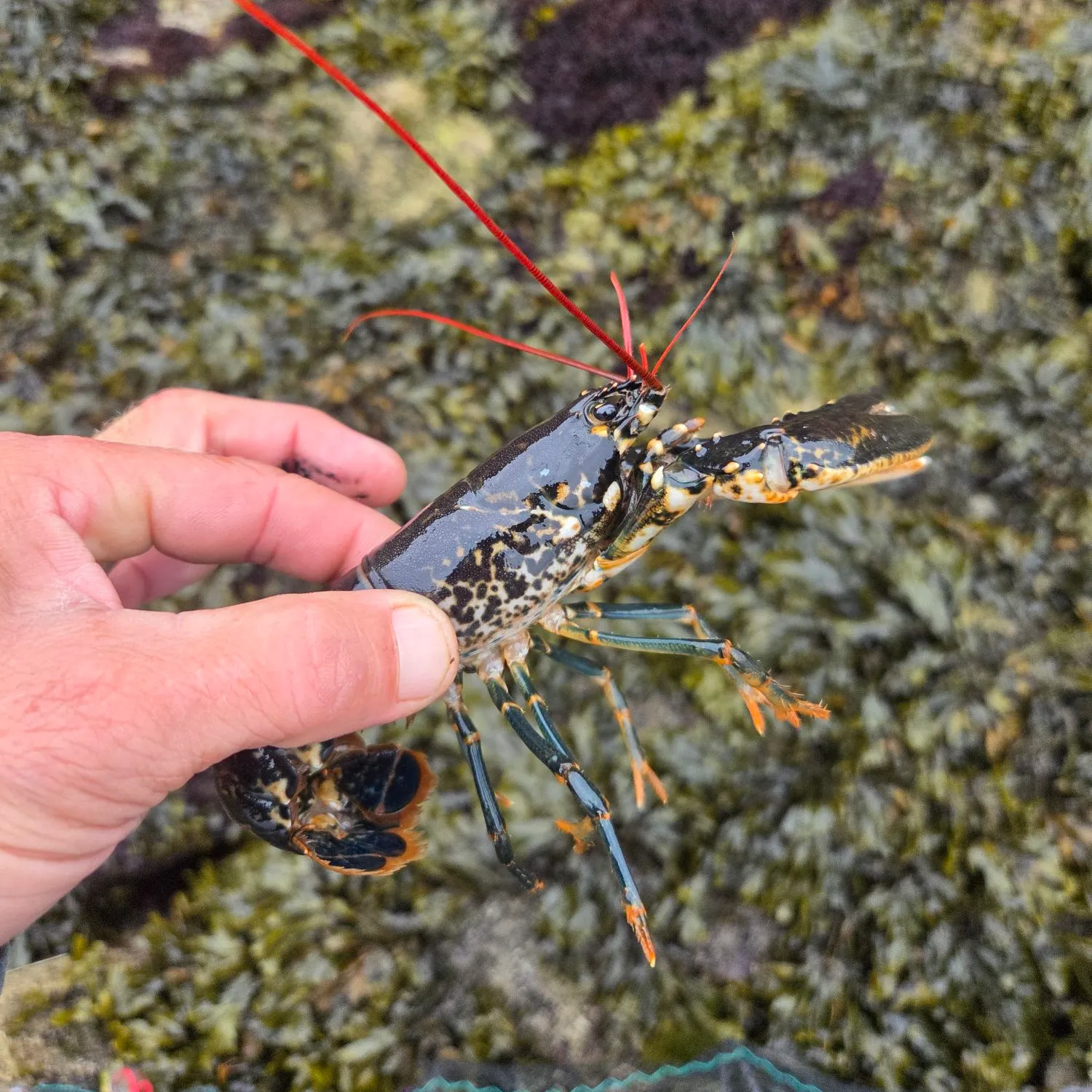 The most recent European lobster catches on Fishbrain