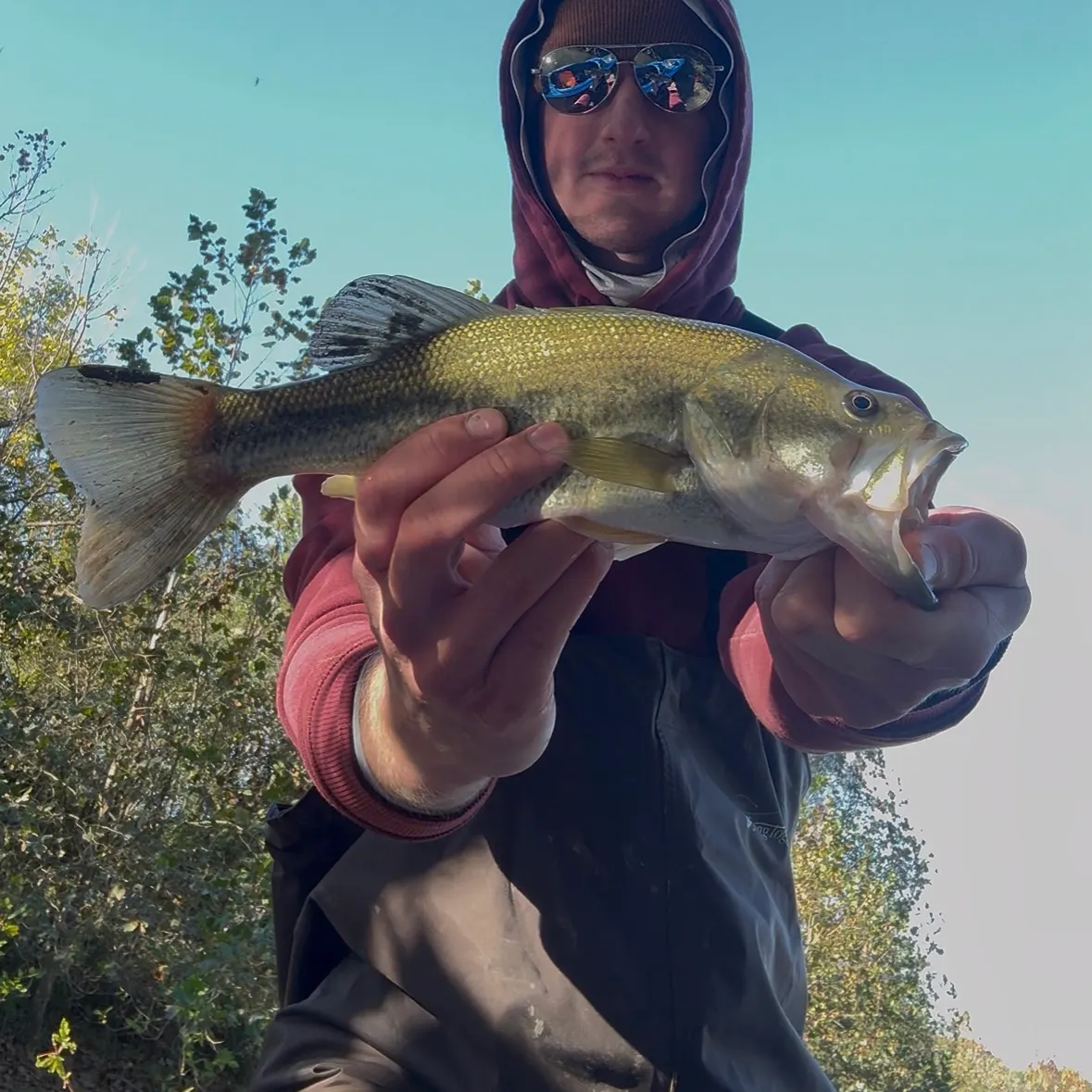 Largemouth bass caught on Fishbrain