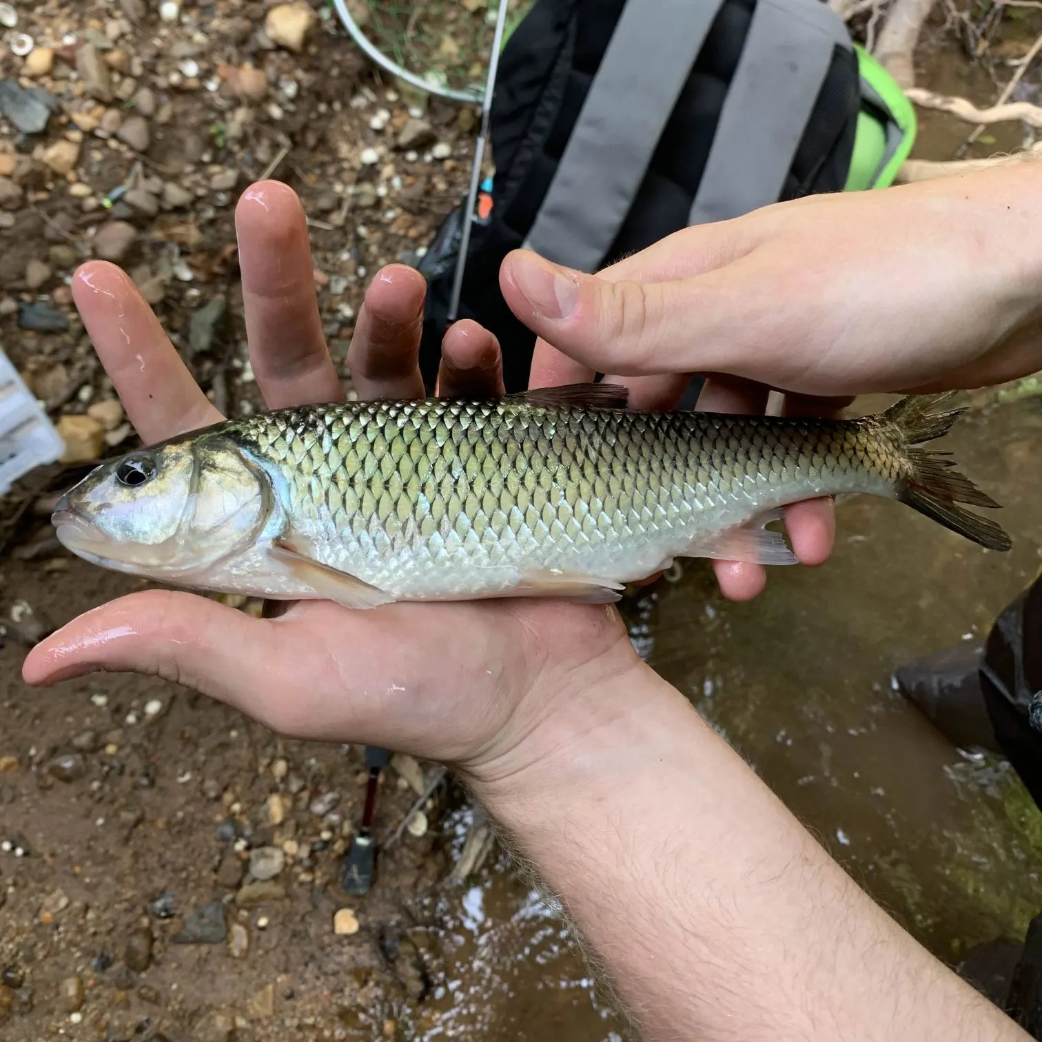 The most recent Fallfish catches on Fishbrain