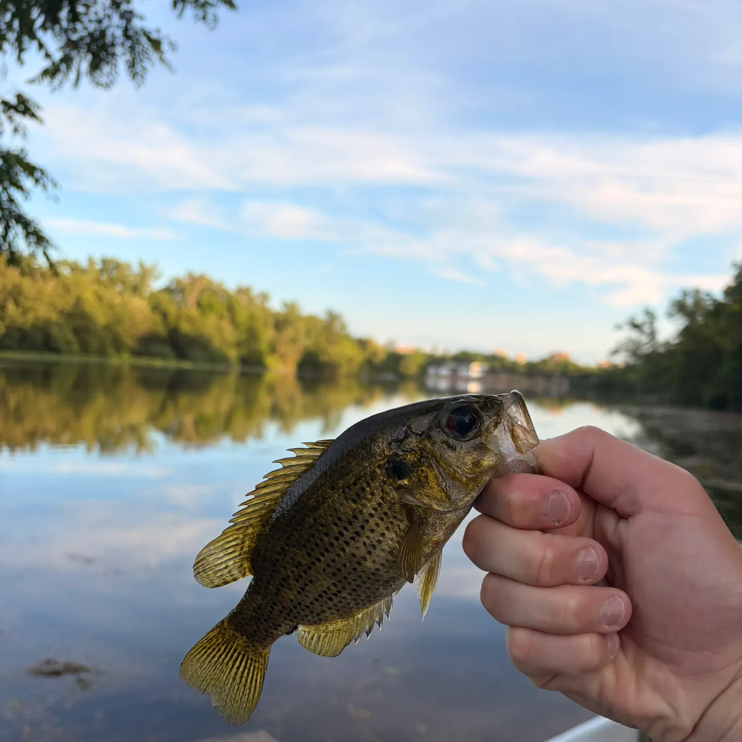 The most recent Rock bass catches on Fishbrain