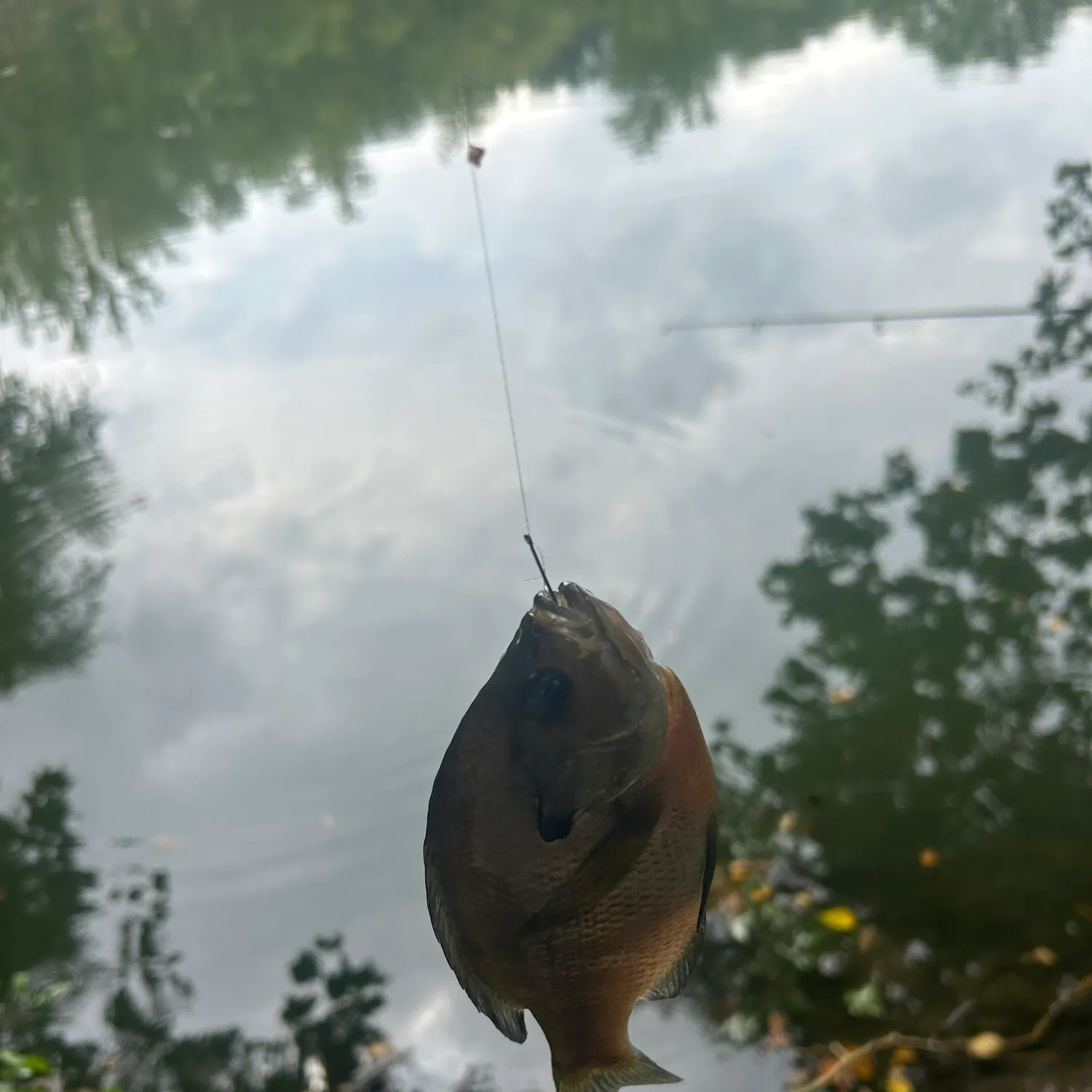 Bluegill caught on Fishbrain