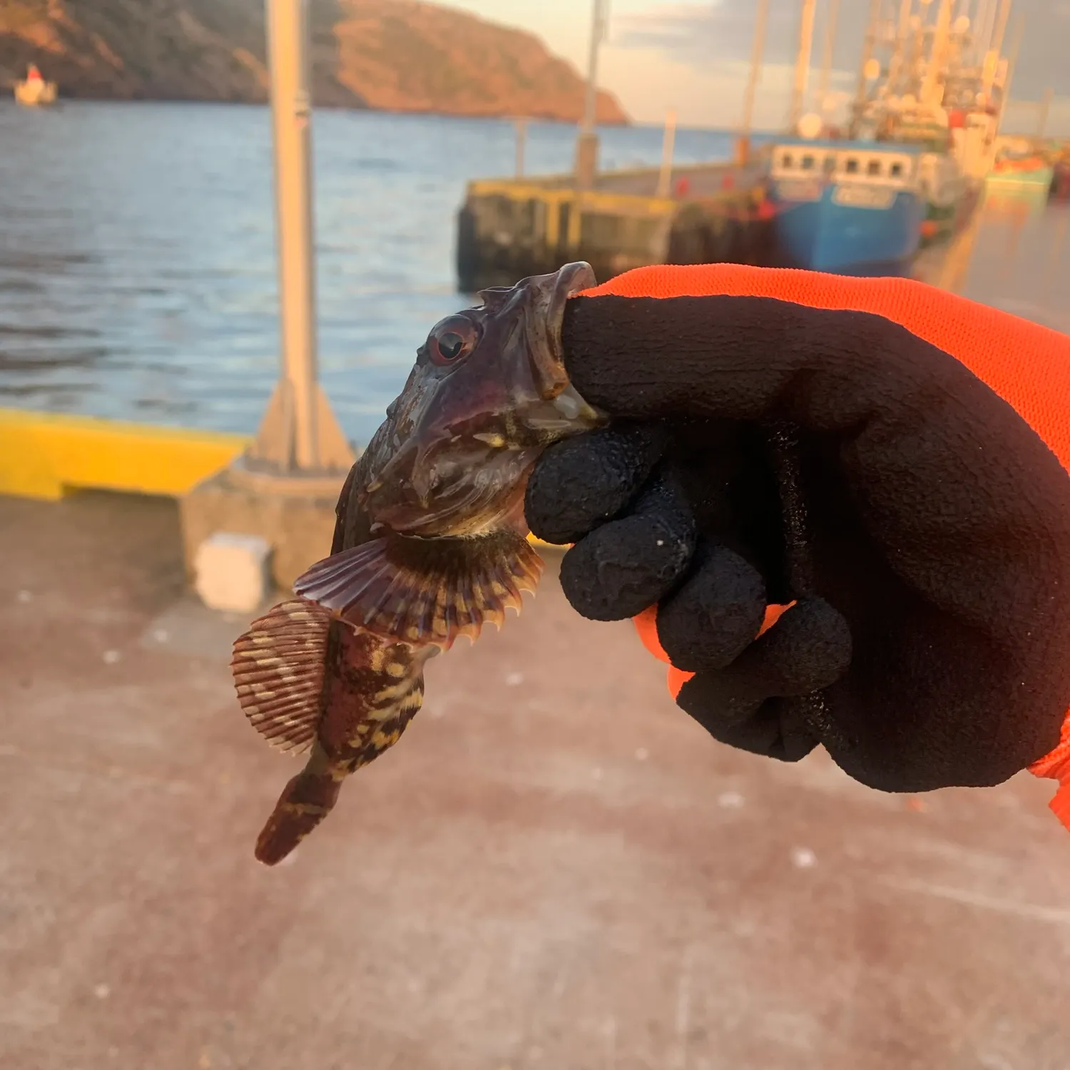 Shorthorn sculpin caught on Fishbrain