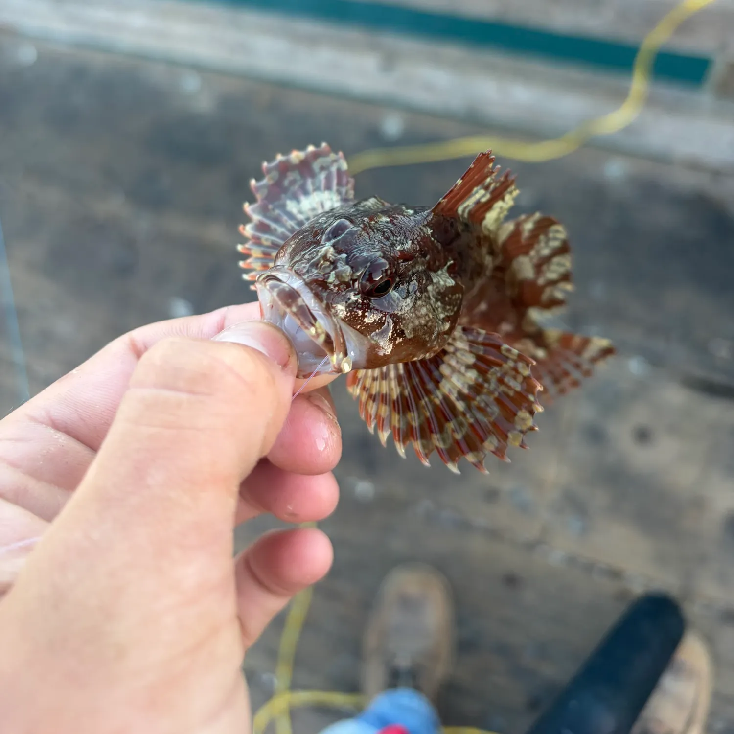 The most recent Cabezon catches on Fishbrain