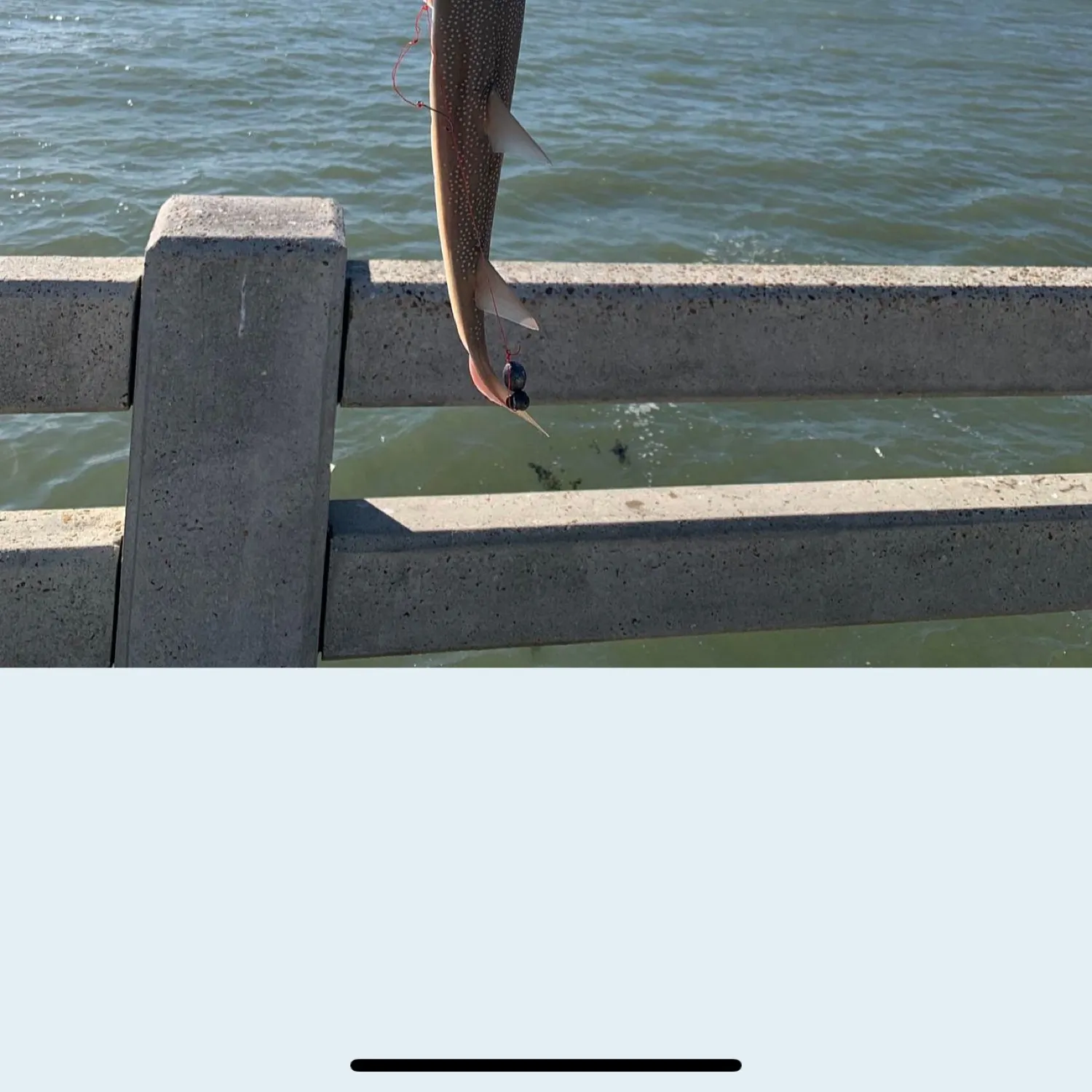 The most recent Atlantic shovelnose guitarfish catches on Fishbrain