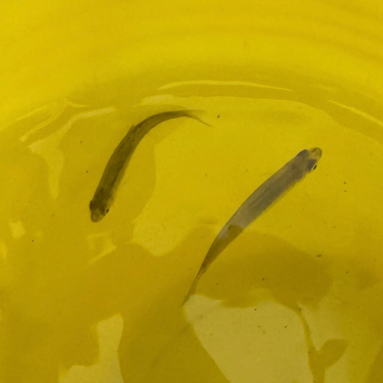 The most recent Texas shiner catches on Fishbrain