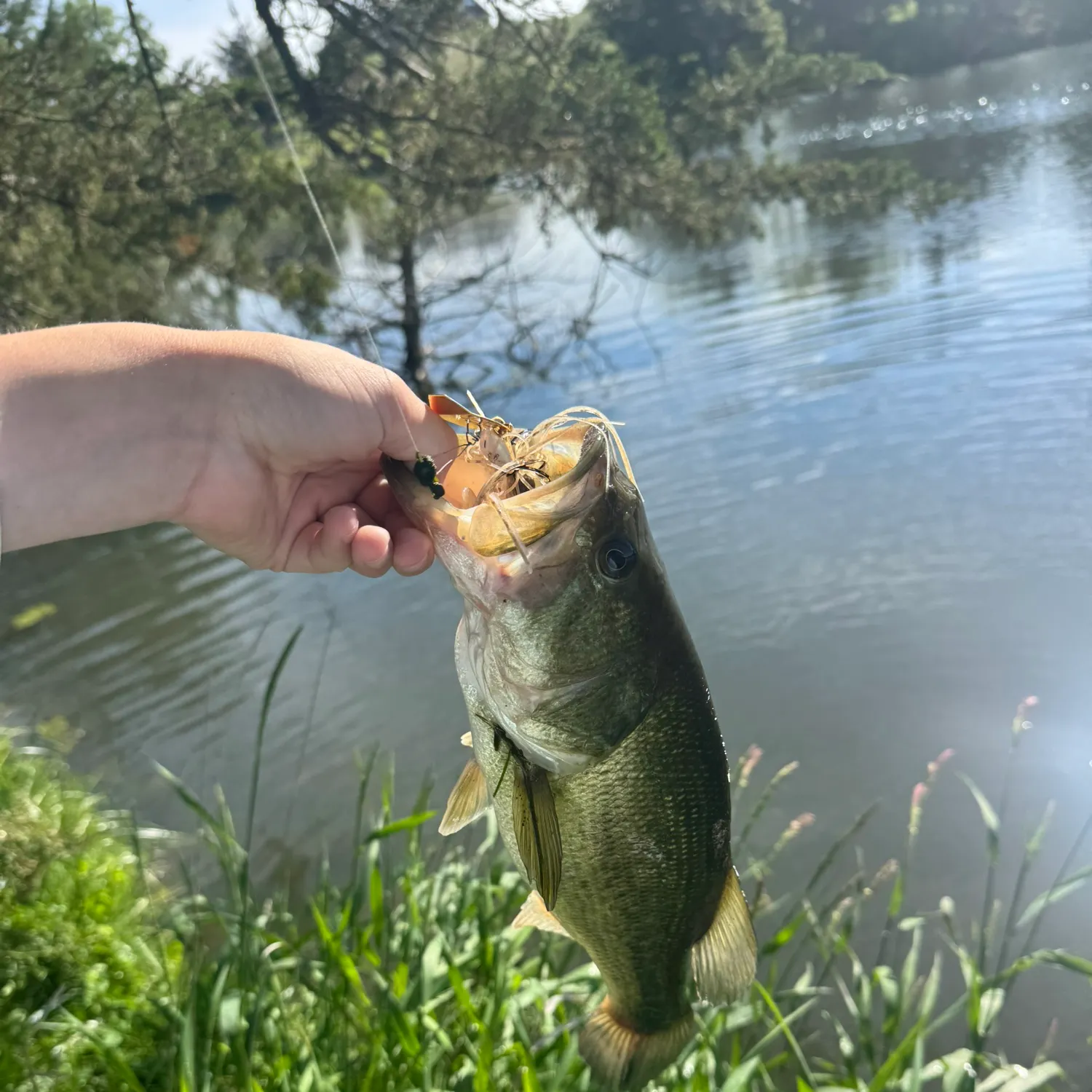 Largemouth bass caught on Fishbrain