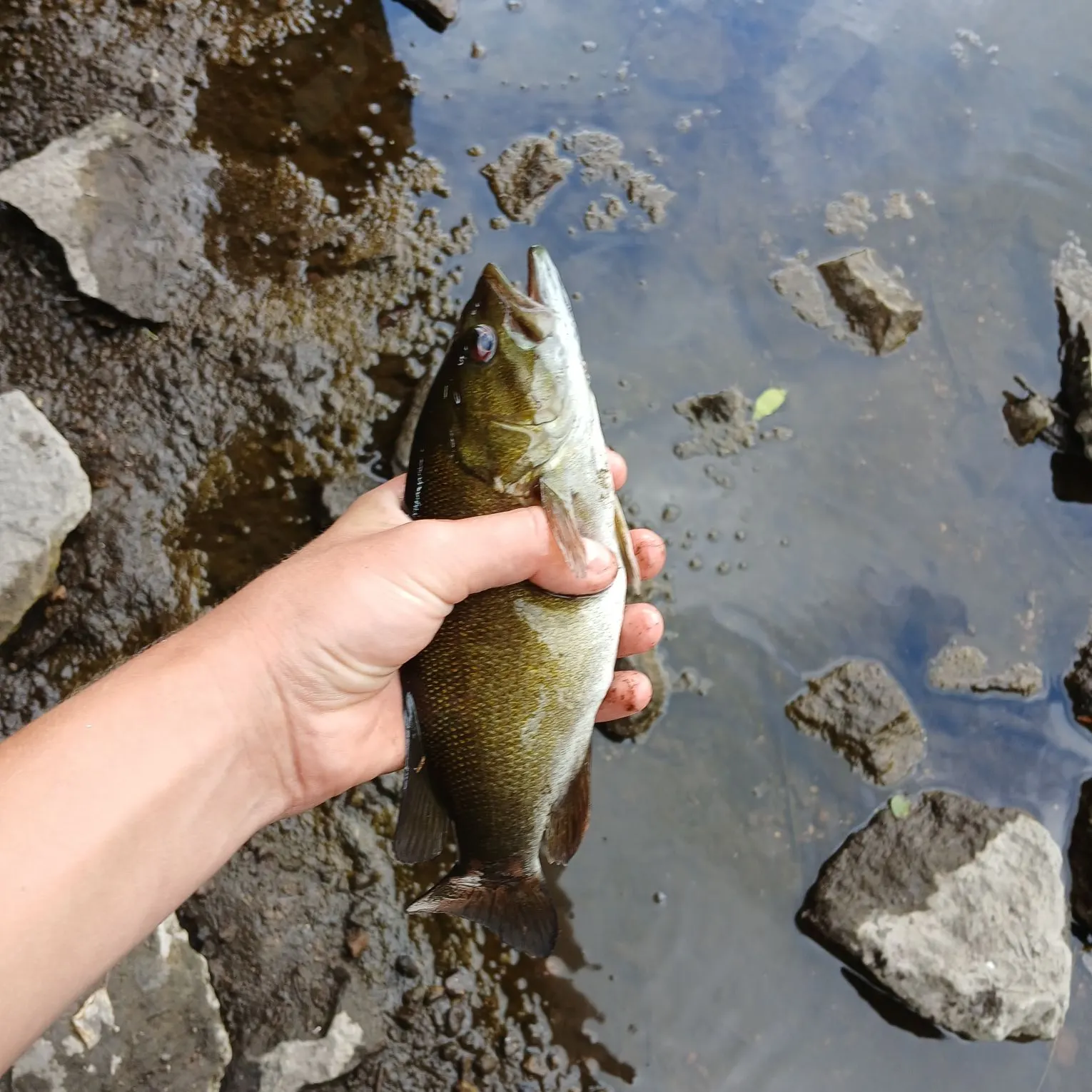 Smallmouth bass caught on Fishbrain