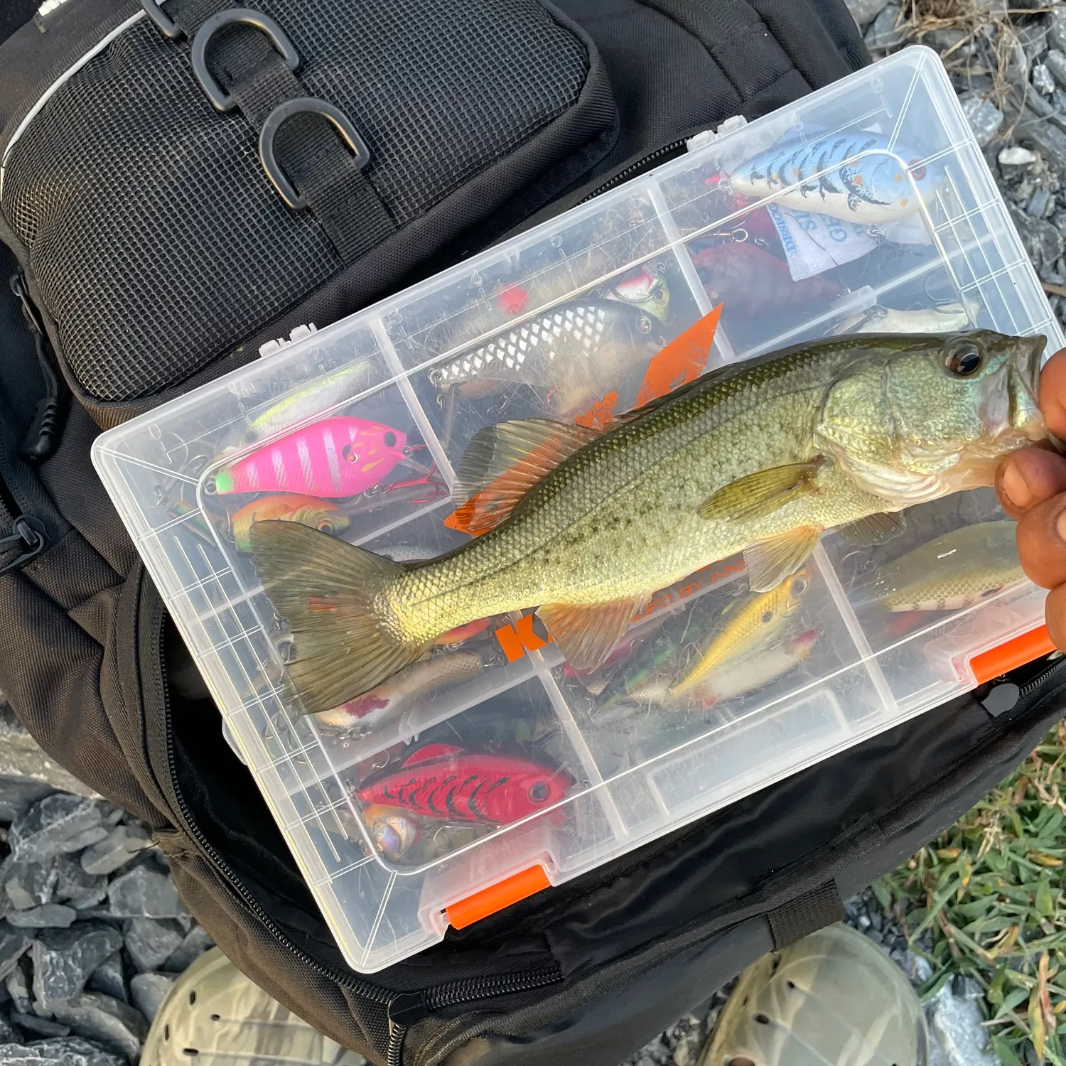 Largemouth bass caught on Fishbrain