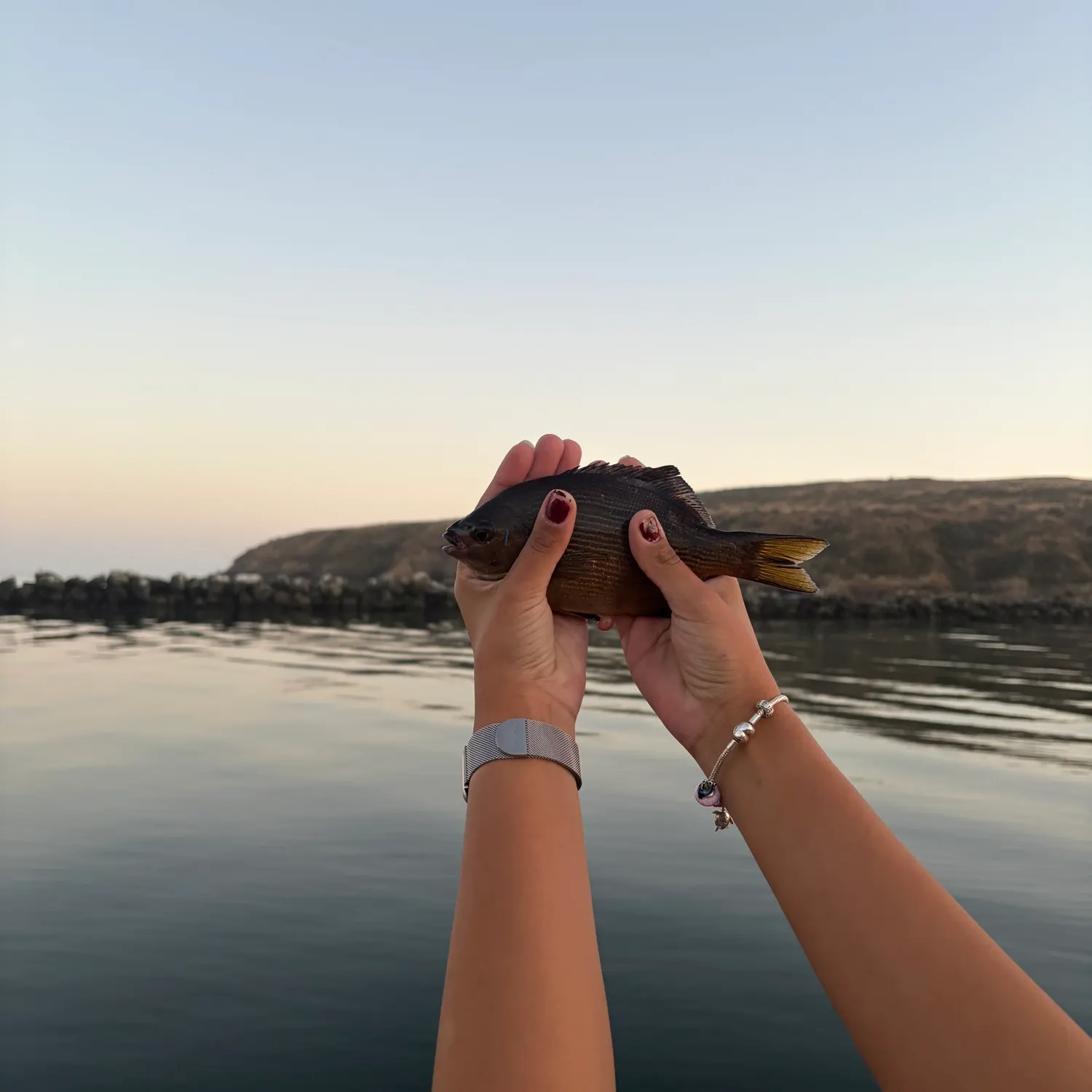 The most recent Striped seaperch catches on Fishbrain