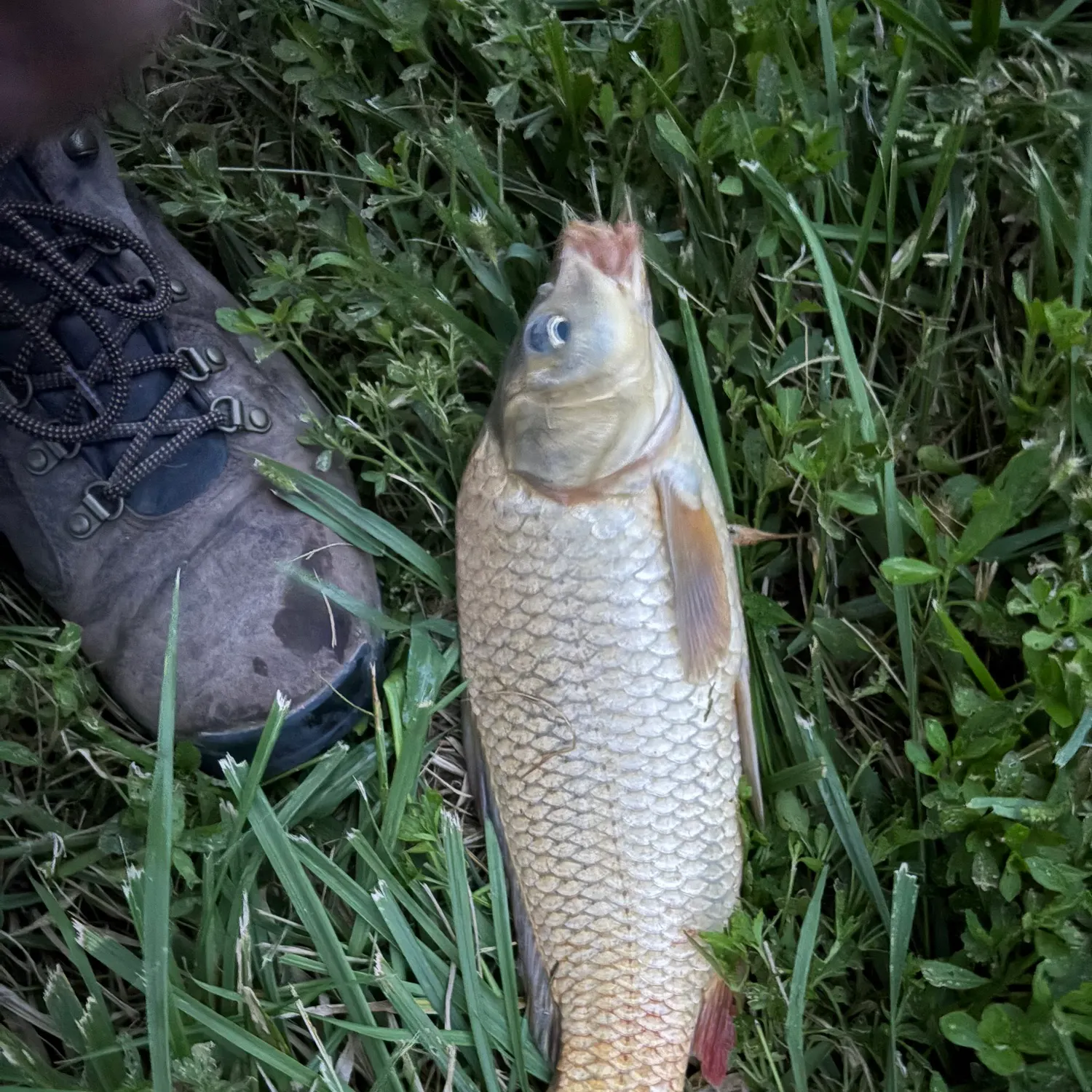 Common carp caught on Fishbrain