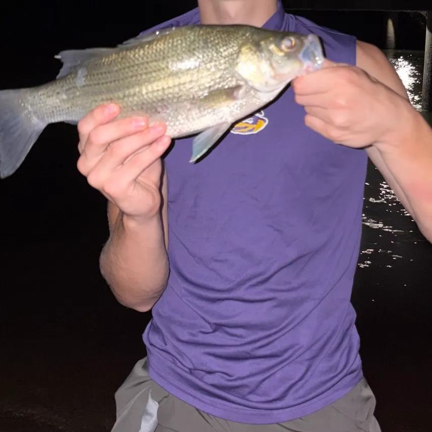 White bass caught on Fishbrain