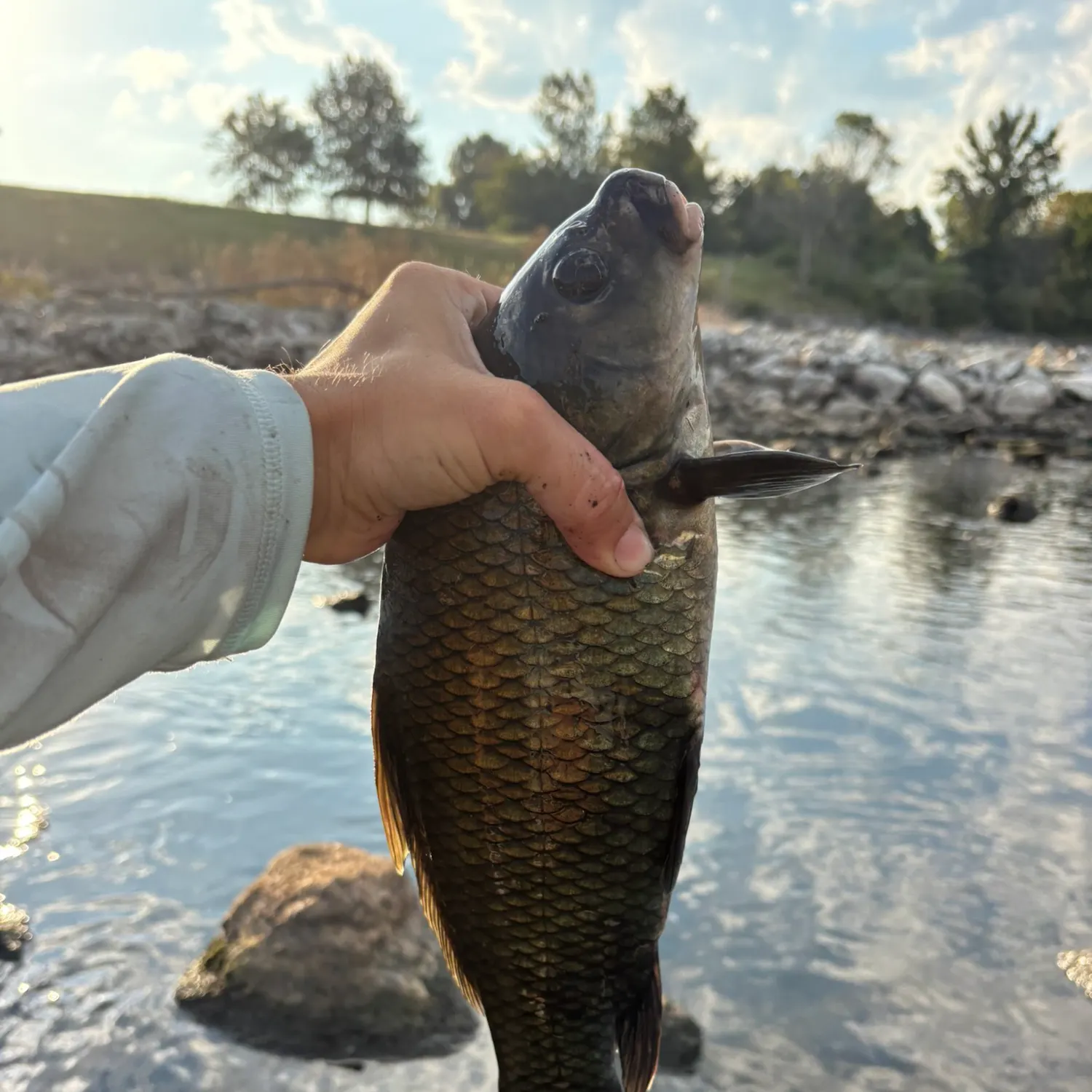 Black buffalo caught on Fishbrain