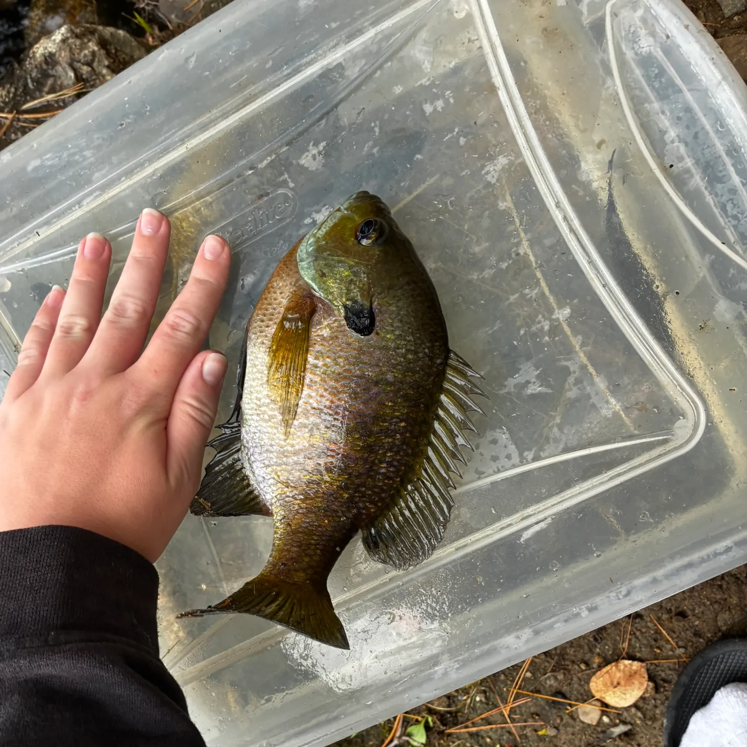 Bluegill caught on Fishbrain
