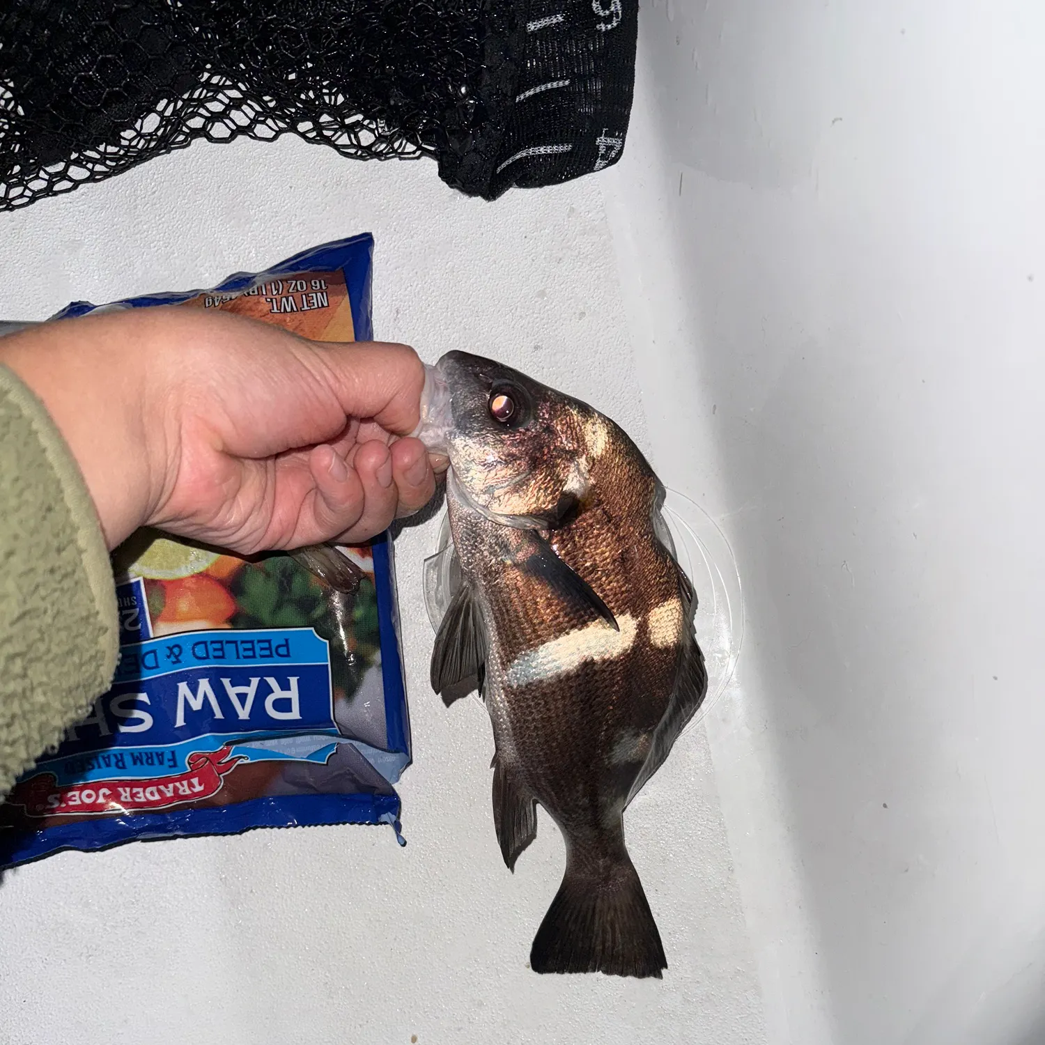 The most recent Black croaker catches on Fishbrain
