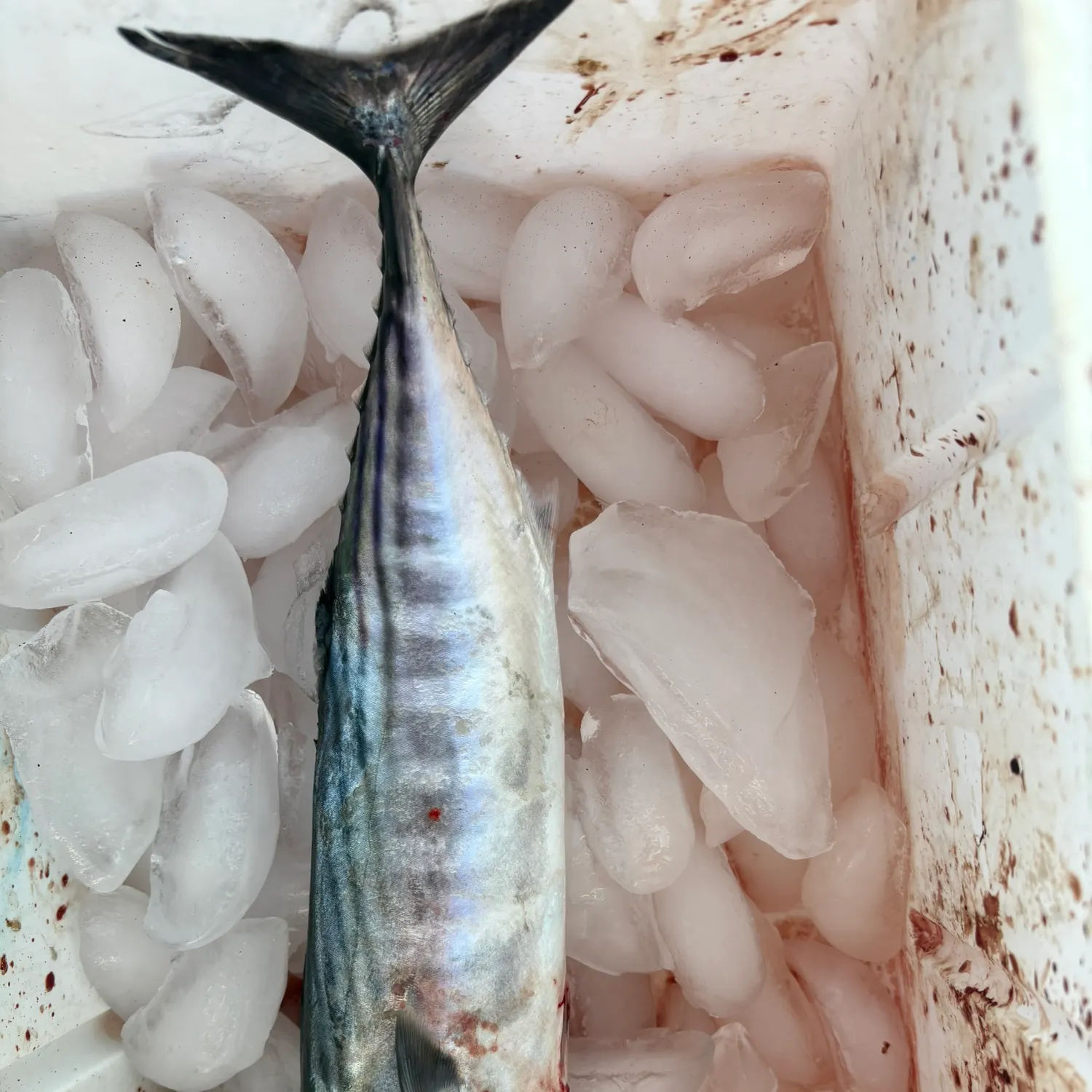 Pacific bonito caught on Fishbrain