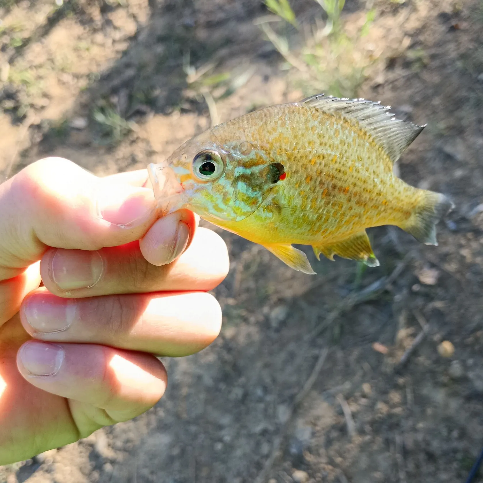 Fish caught on Fishbrain