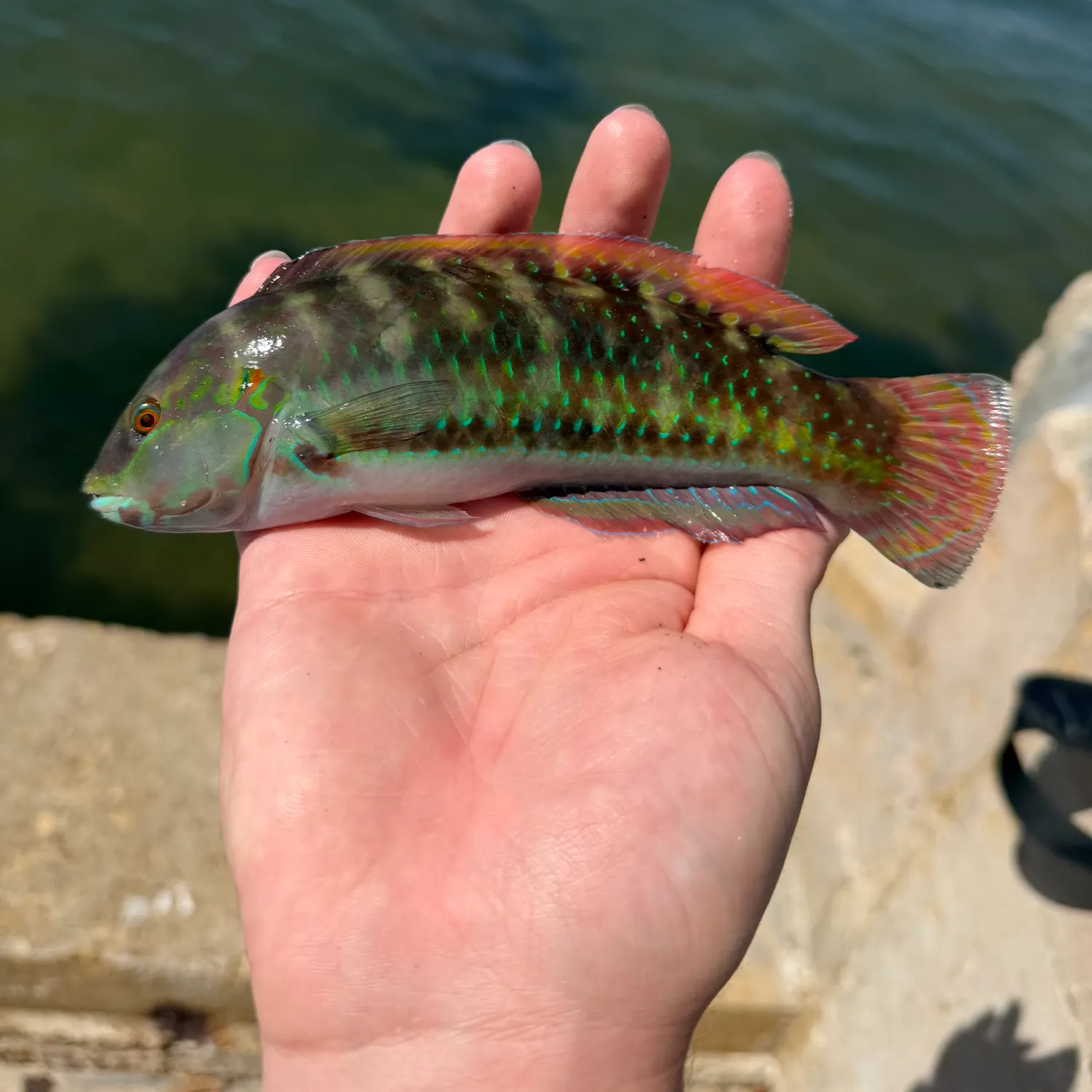 The most recent Blackear wrasse catches on Fishbrain