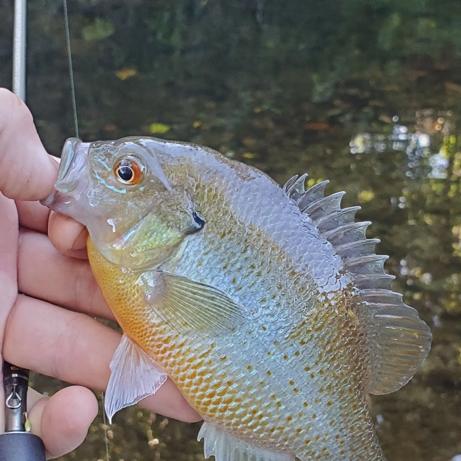 Redbreast sunfish caught on Fishbrain