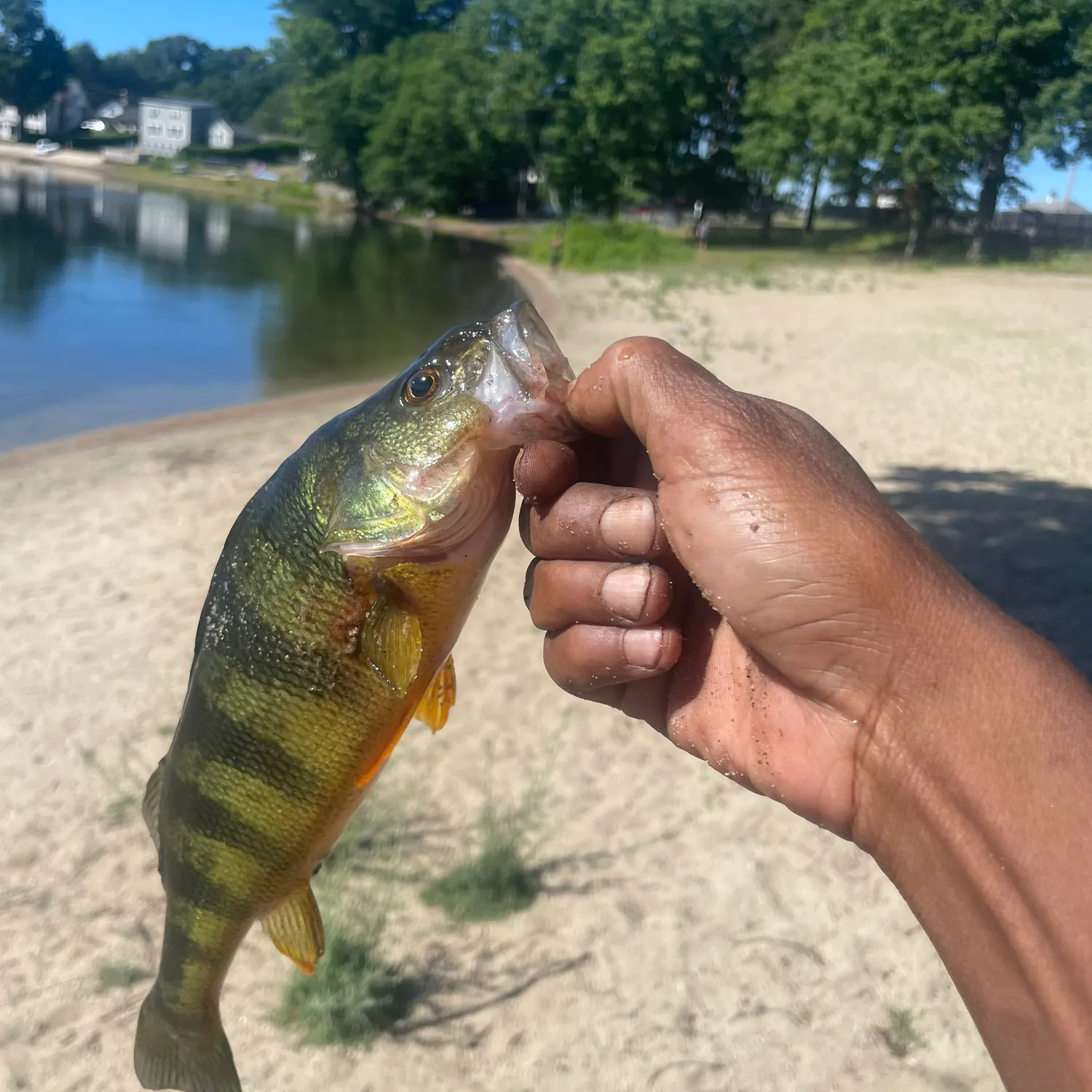 catch