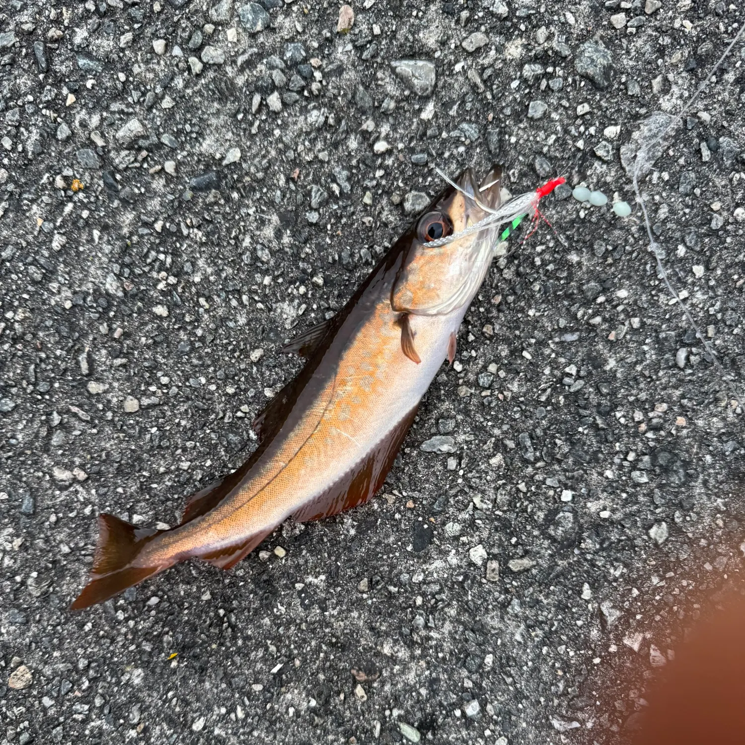 recently logged catches