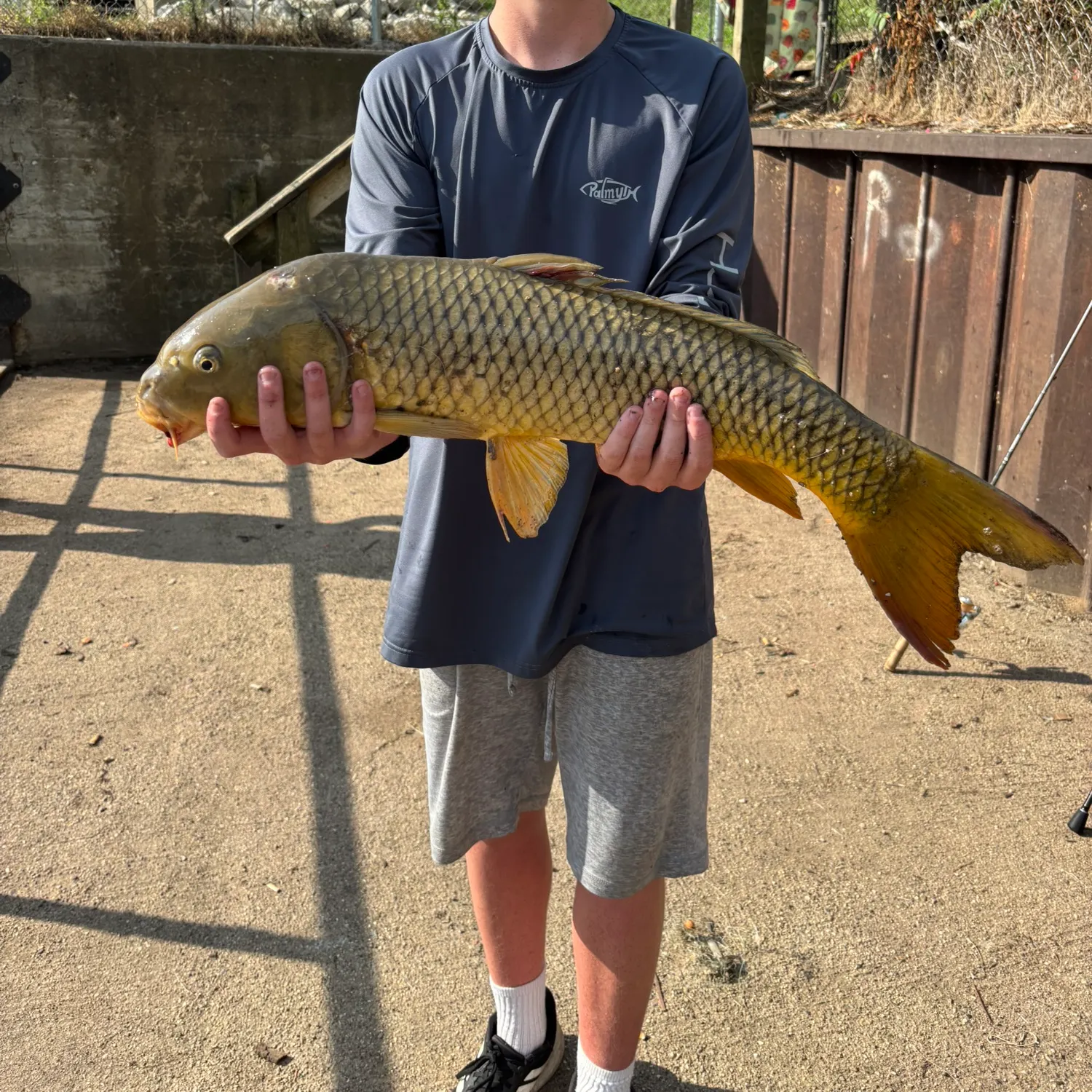 Common carp caught on Fishbrain