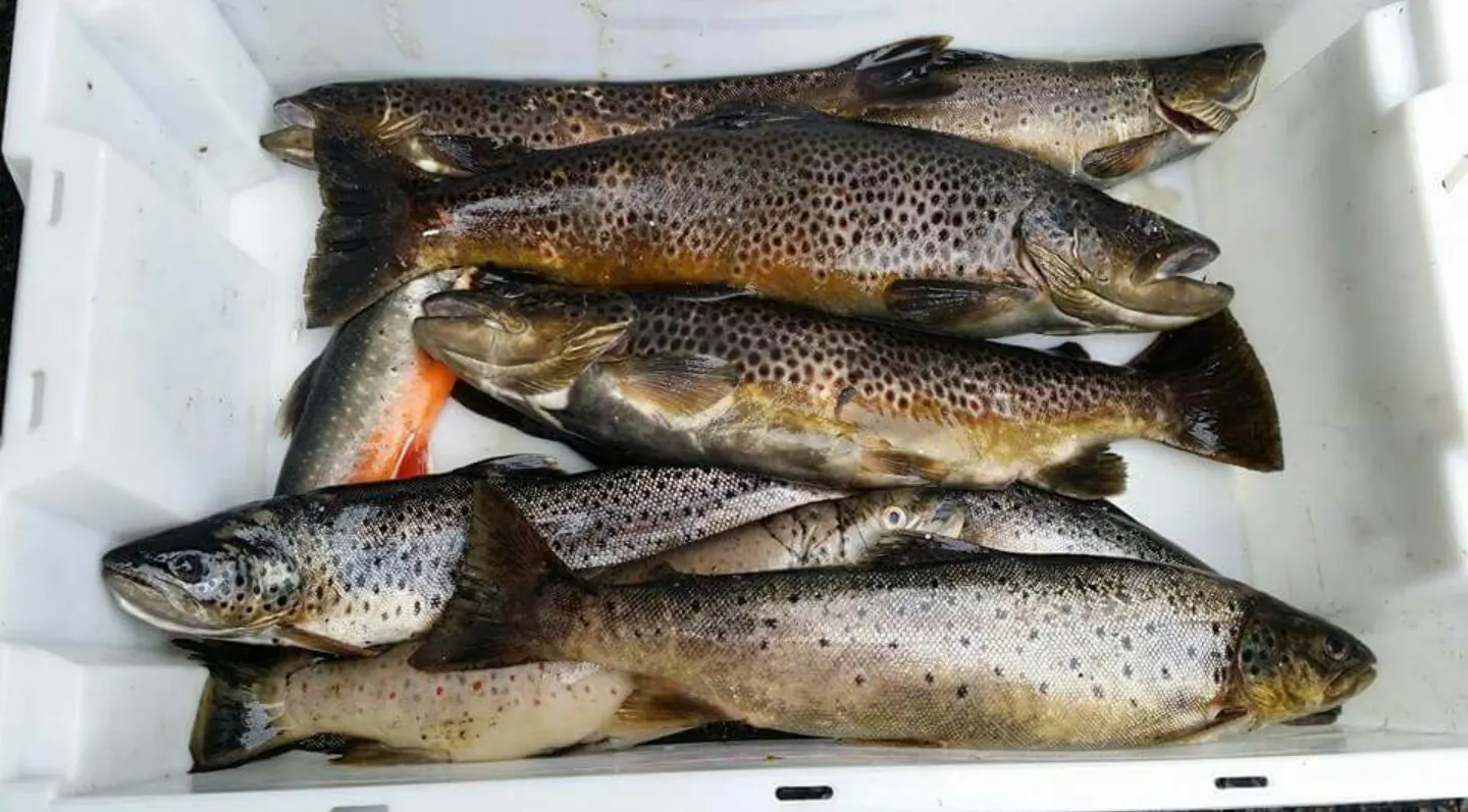 recently logged catches