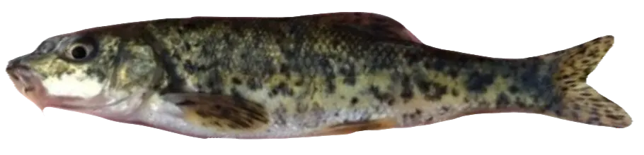 Western Balkan barbel