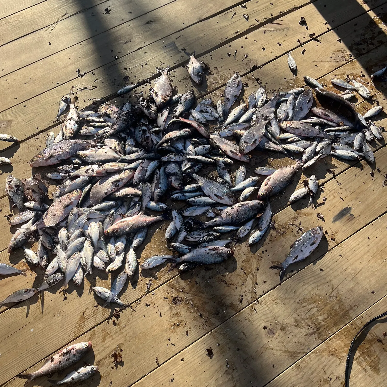 The most recent Atlantic herring catches on Fishbrain