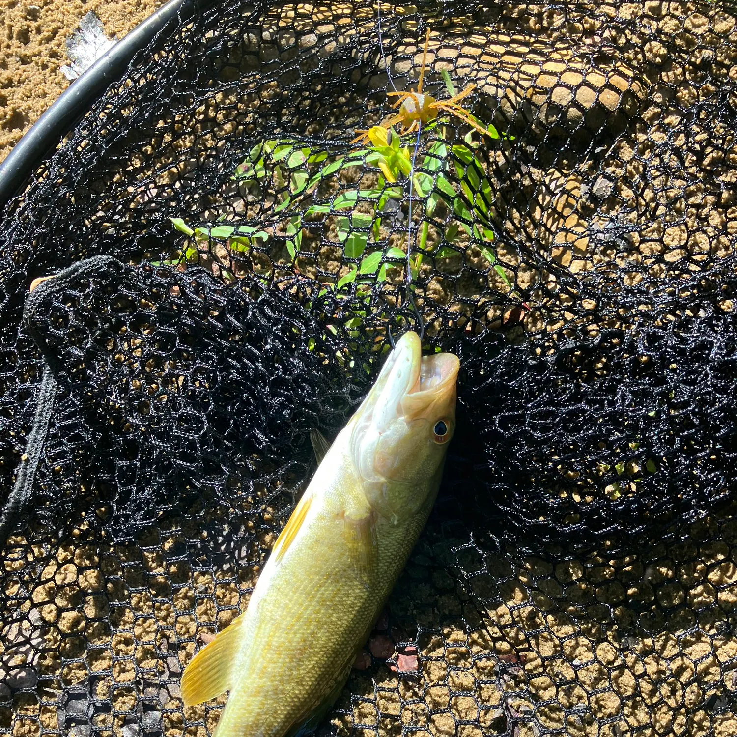 Smallmouth bass caught on Fishbrain
