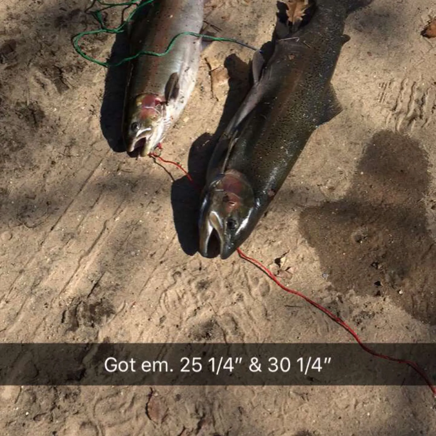 recently logged catches