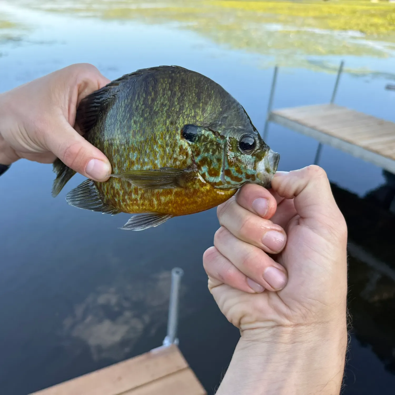 Bluegill caught on Fishbrain
