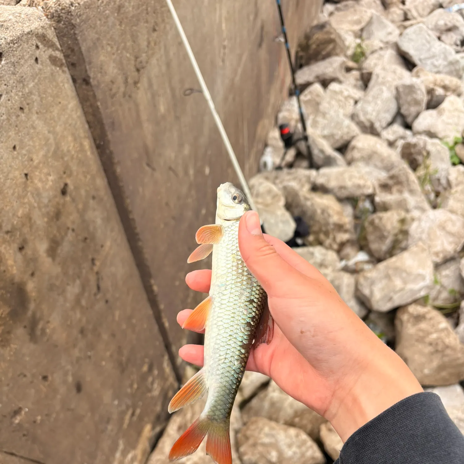 The most recent Shorthead redhorse catches on Fishbrain