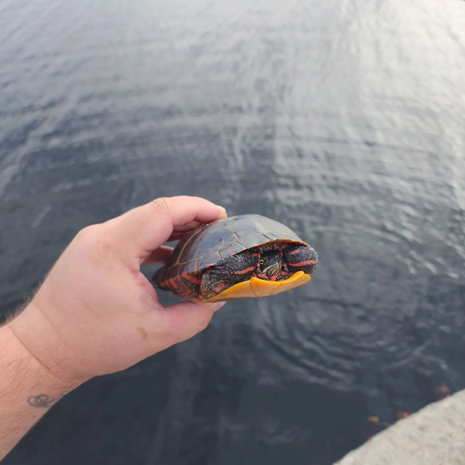 Painted turtle caught on Fishbrain