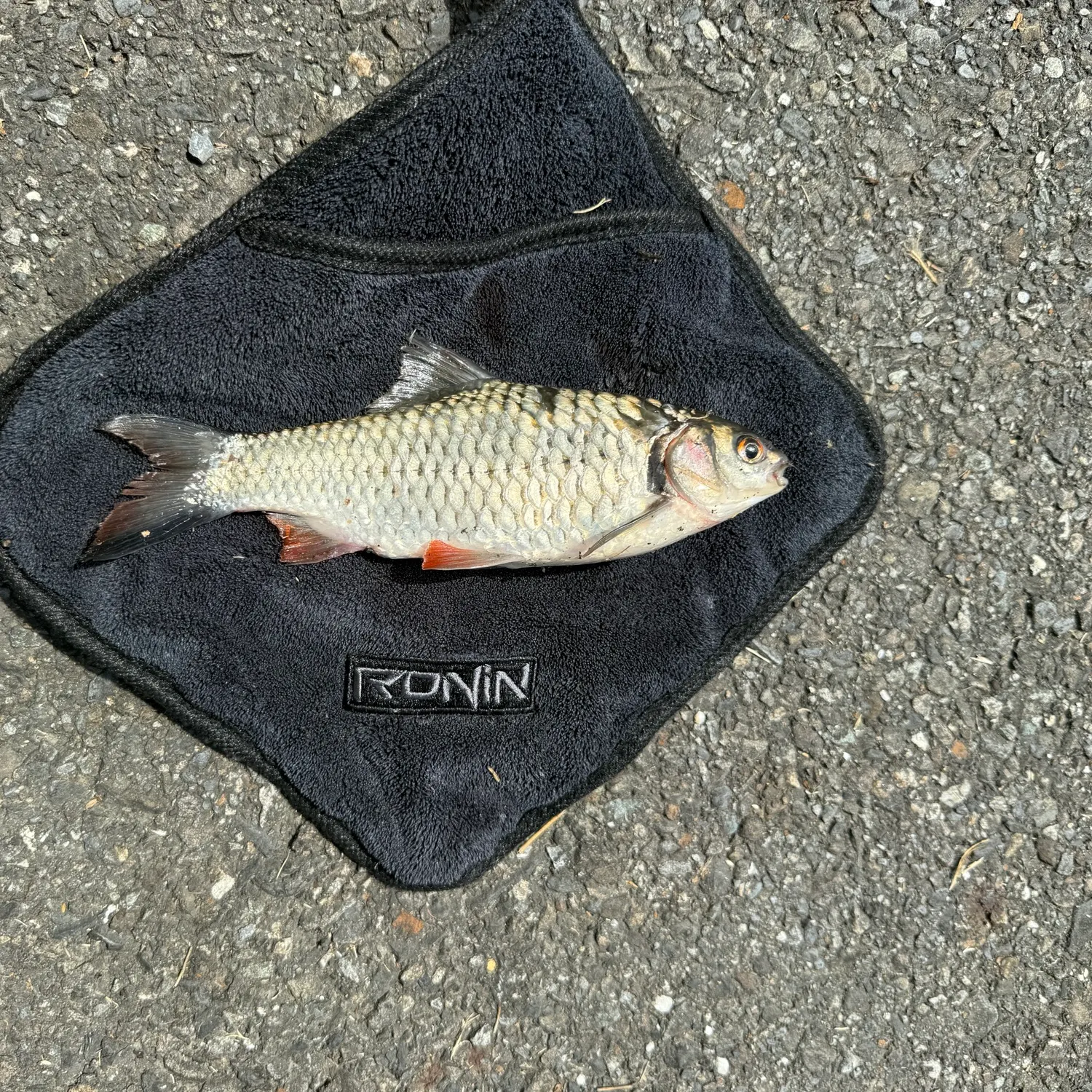 The most recent Java barb catches on Fishbrain