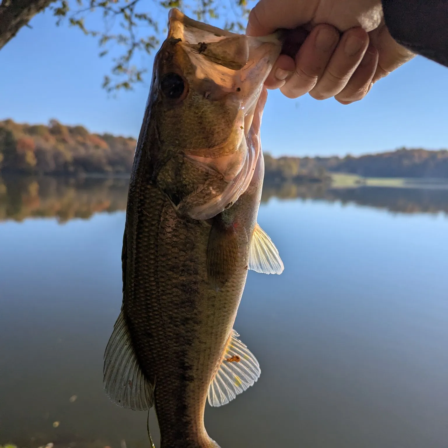 Largemouth bass caught on Fishbrain