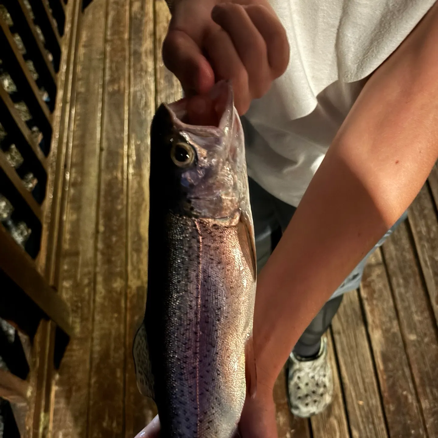 Rainbow trout caught on Fishbrain