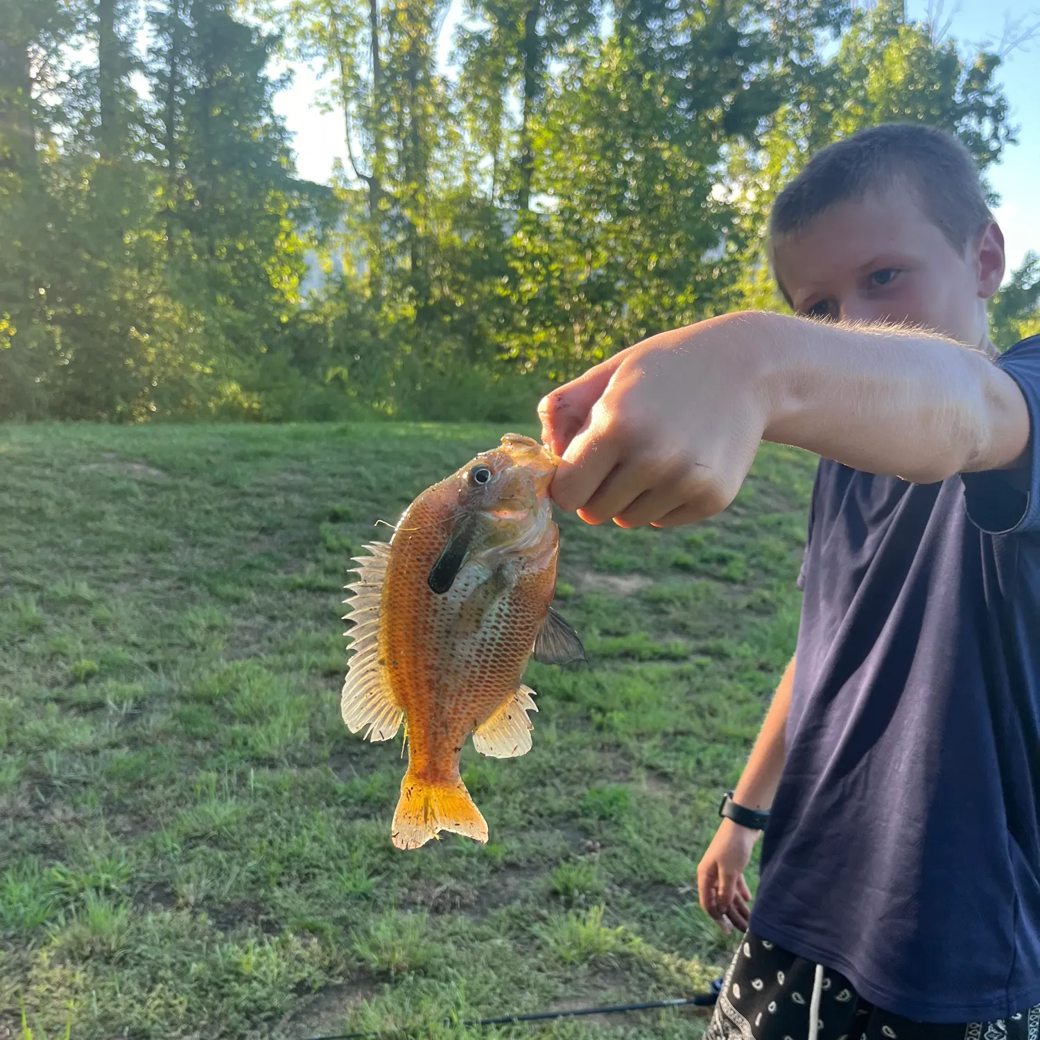 The most recent Redbreast sunfish catches on Fishbrain