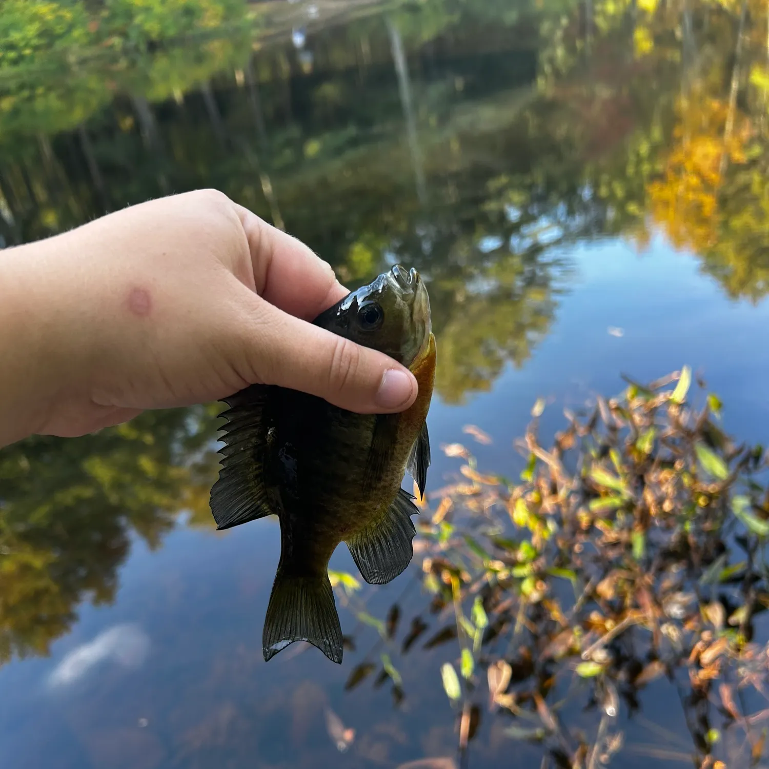 Bluegill caught on Fishbrain