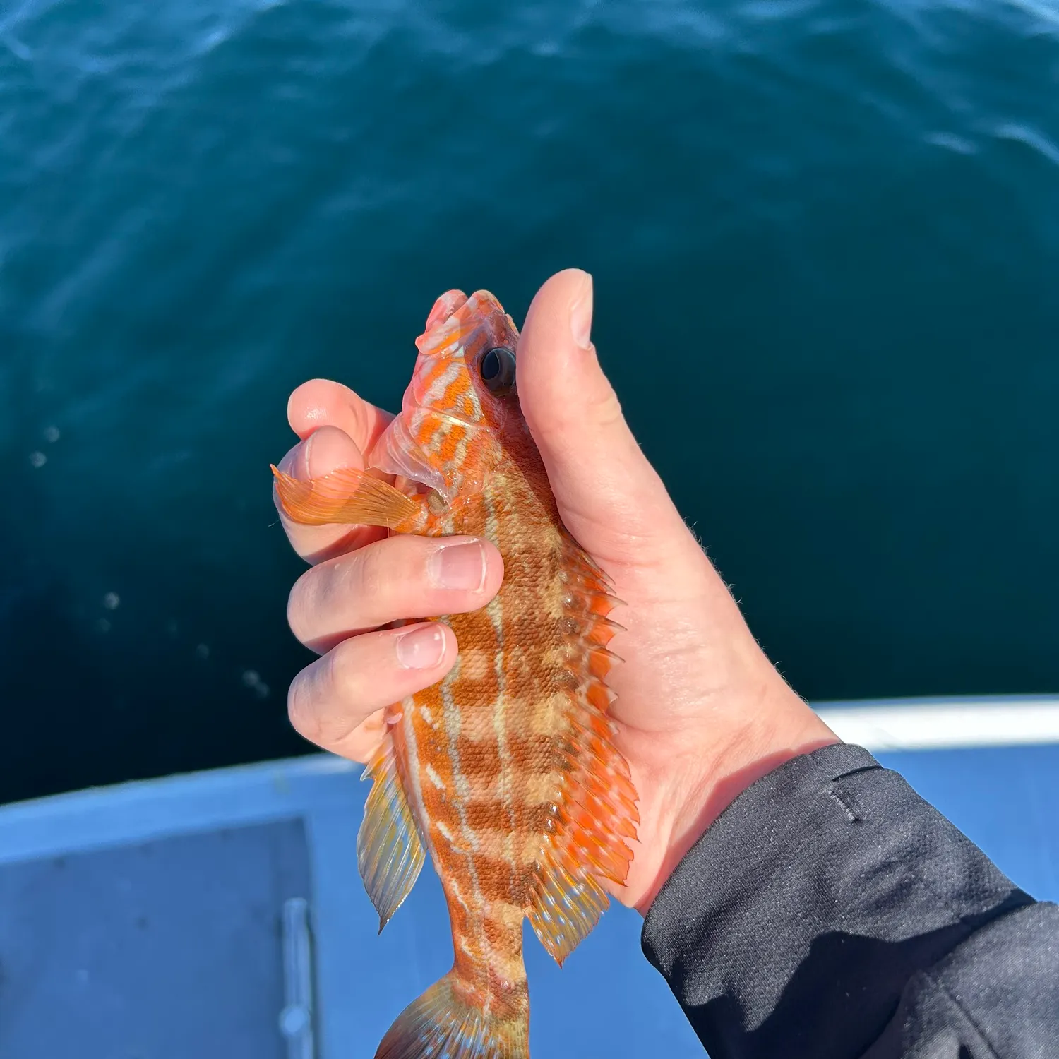 The most recent Painted comber catches on Fishbrain