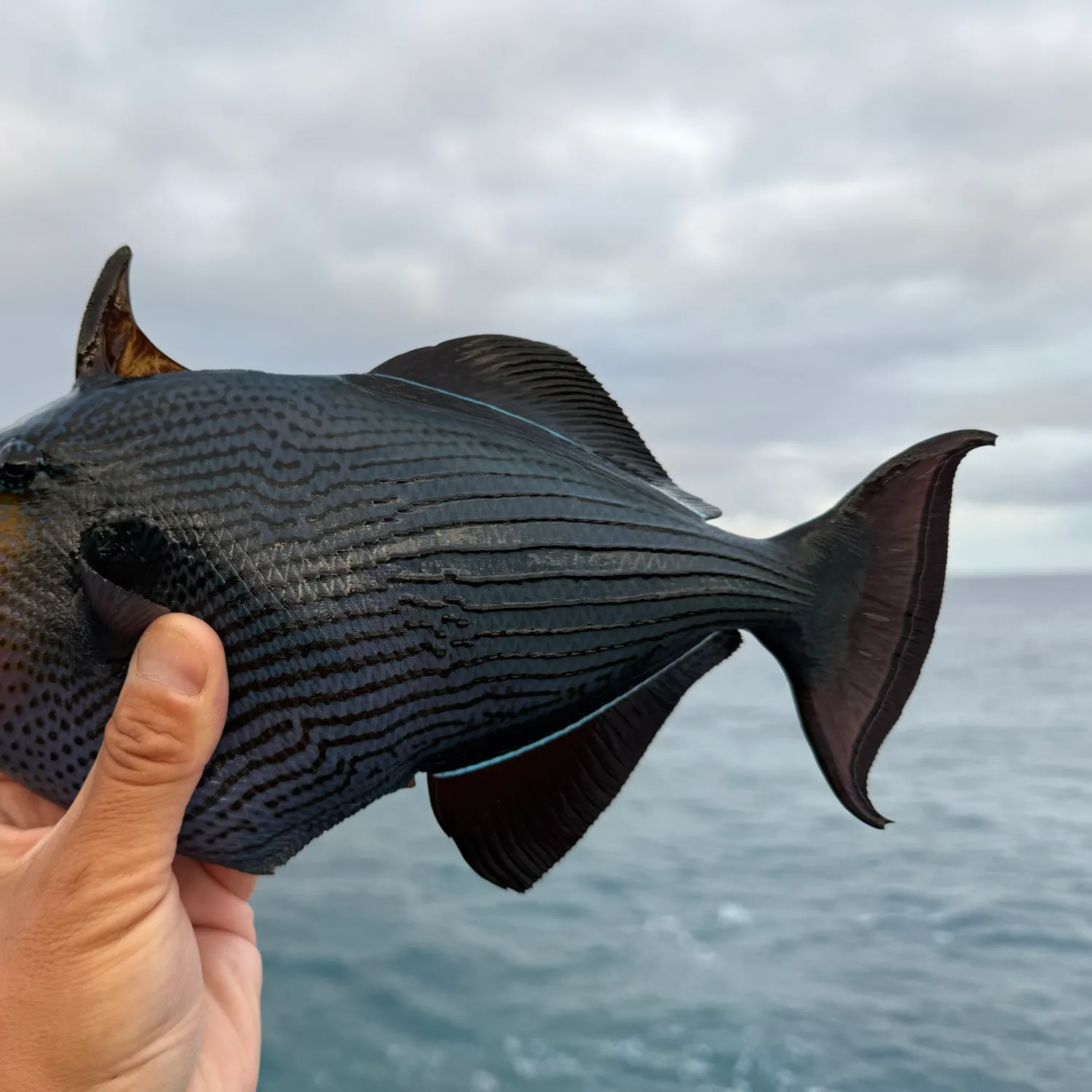 The most recent Black triggerfish catches on Fishbrain