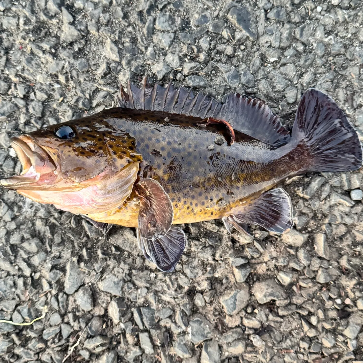 The most recent Eastern wirrah catches on Fishbrain