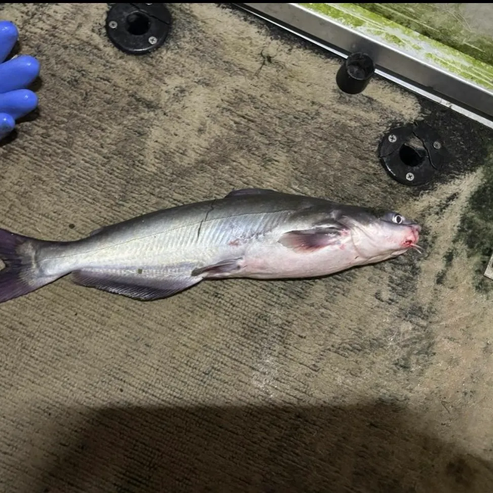 The most recent Blue catfish catches on Fishbrain