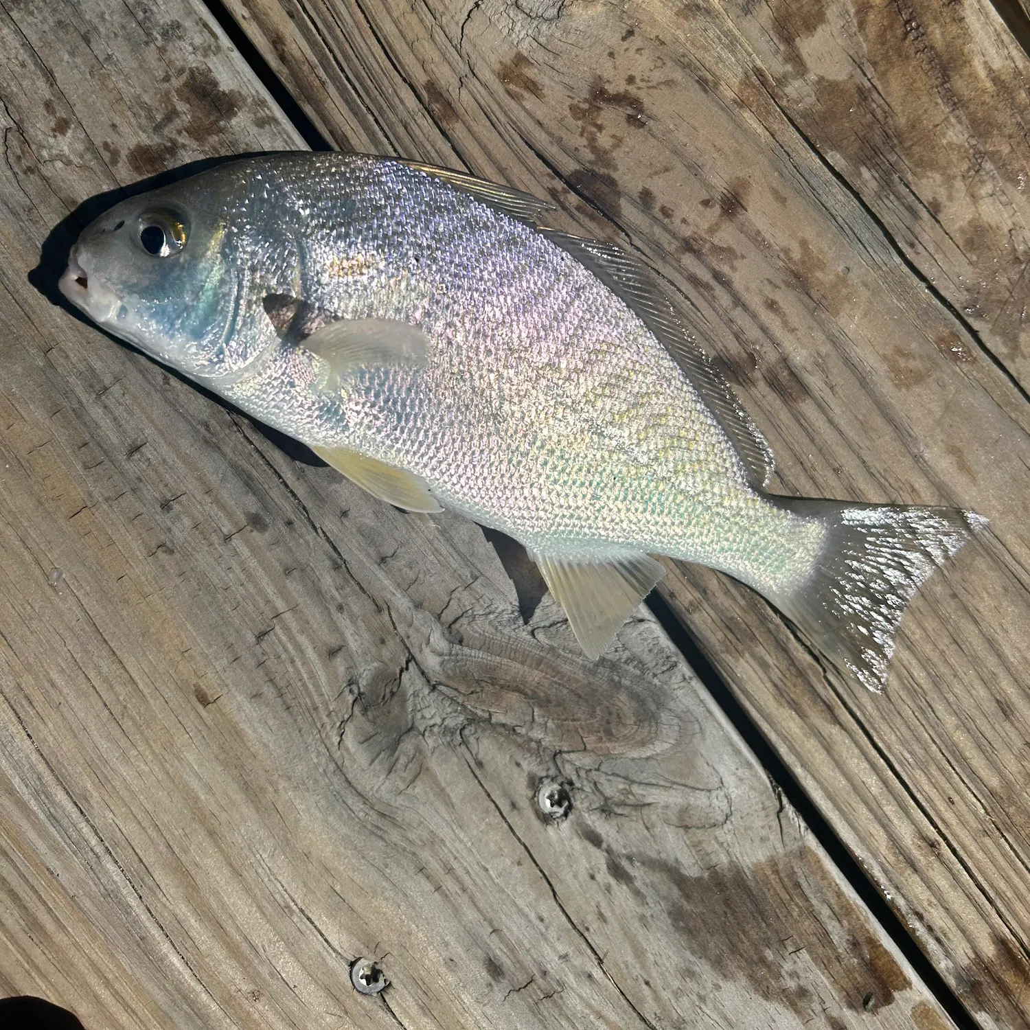 Spot croaker caught on Fishbrain